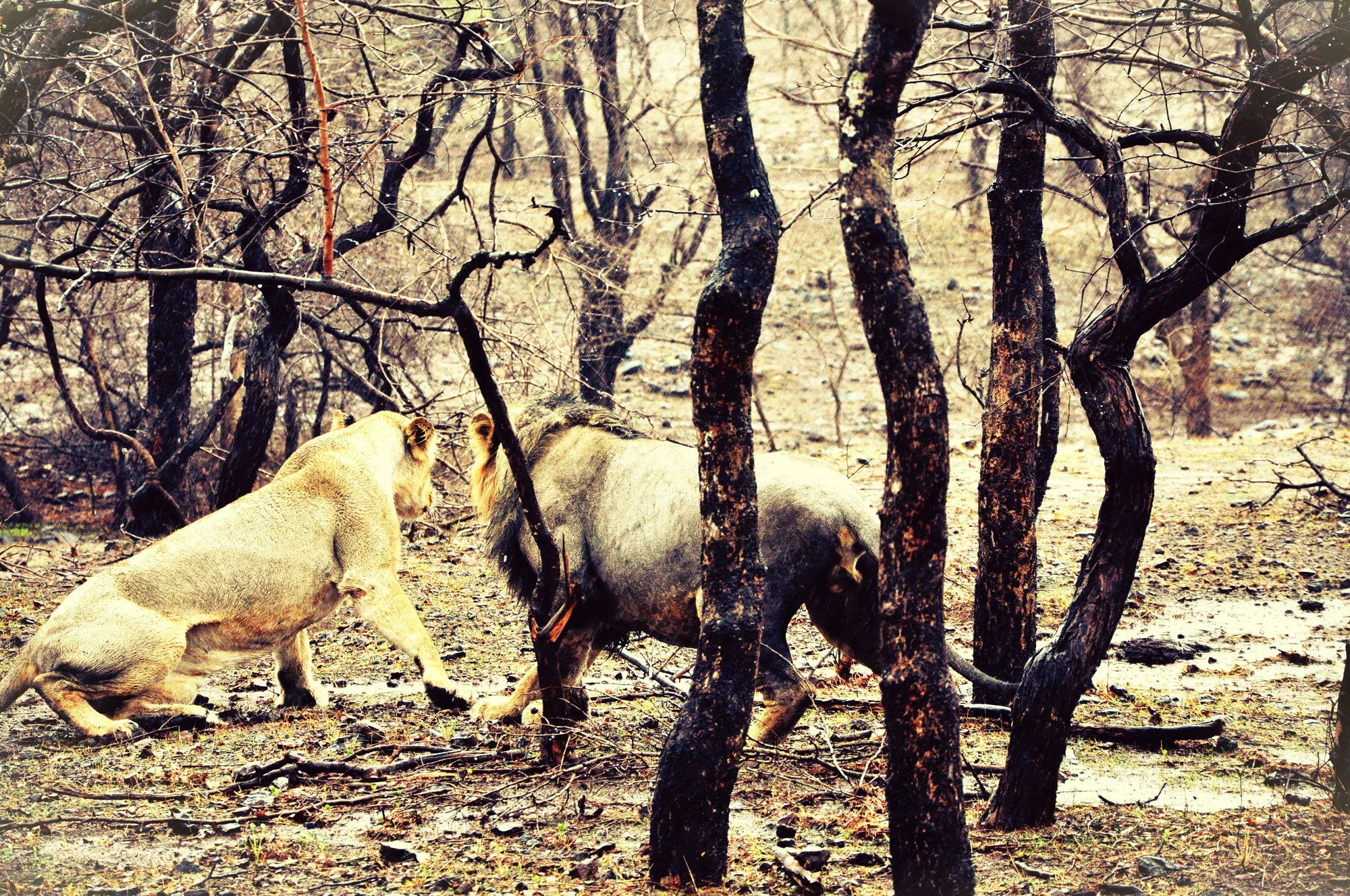Gujarat & Gir Wildlife Safari