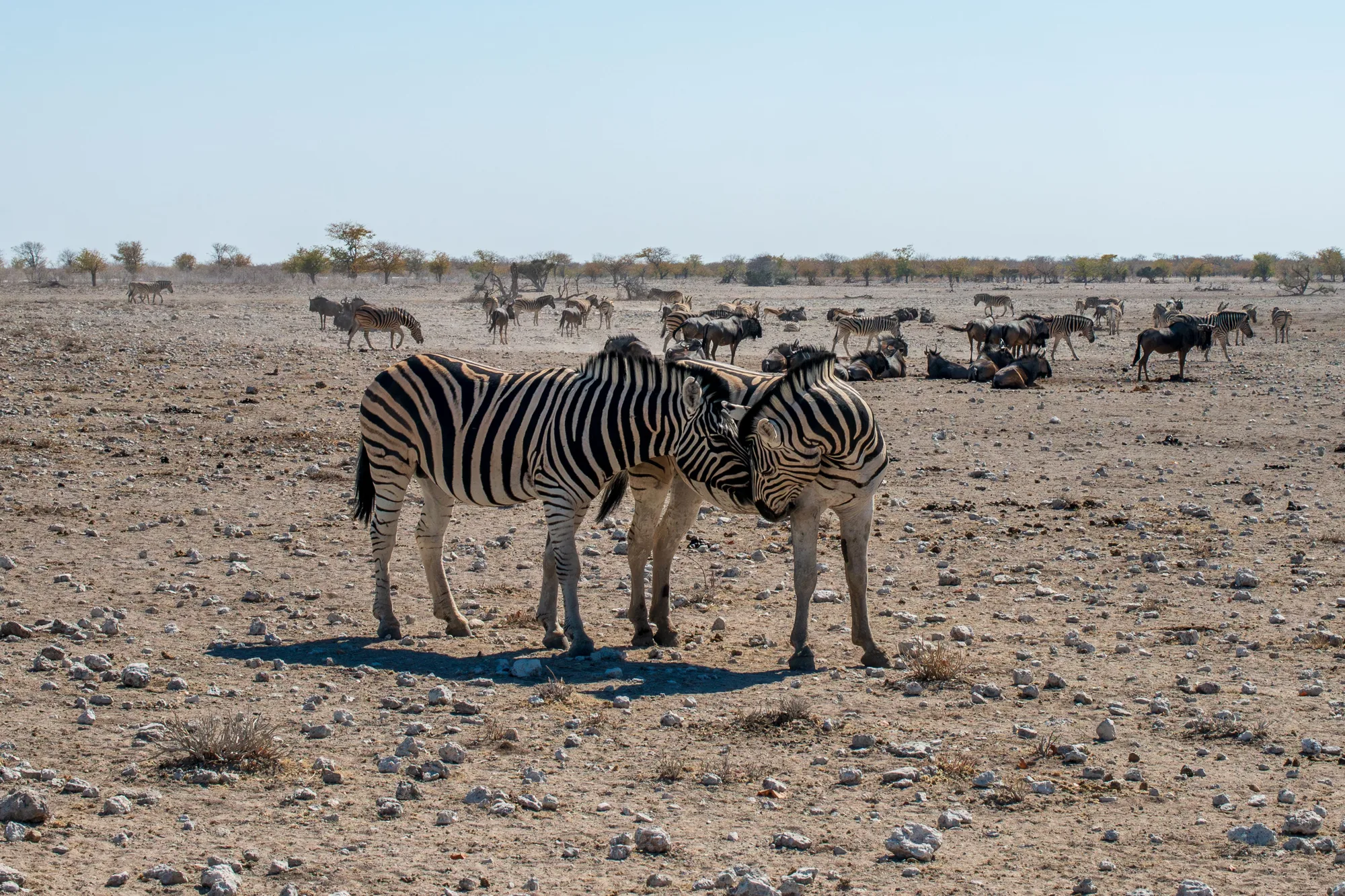 Etosha National Park travel 1