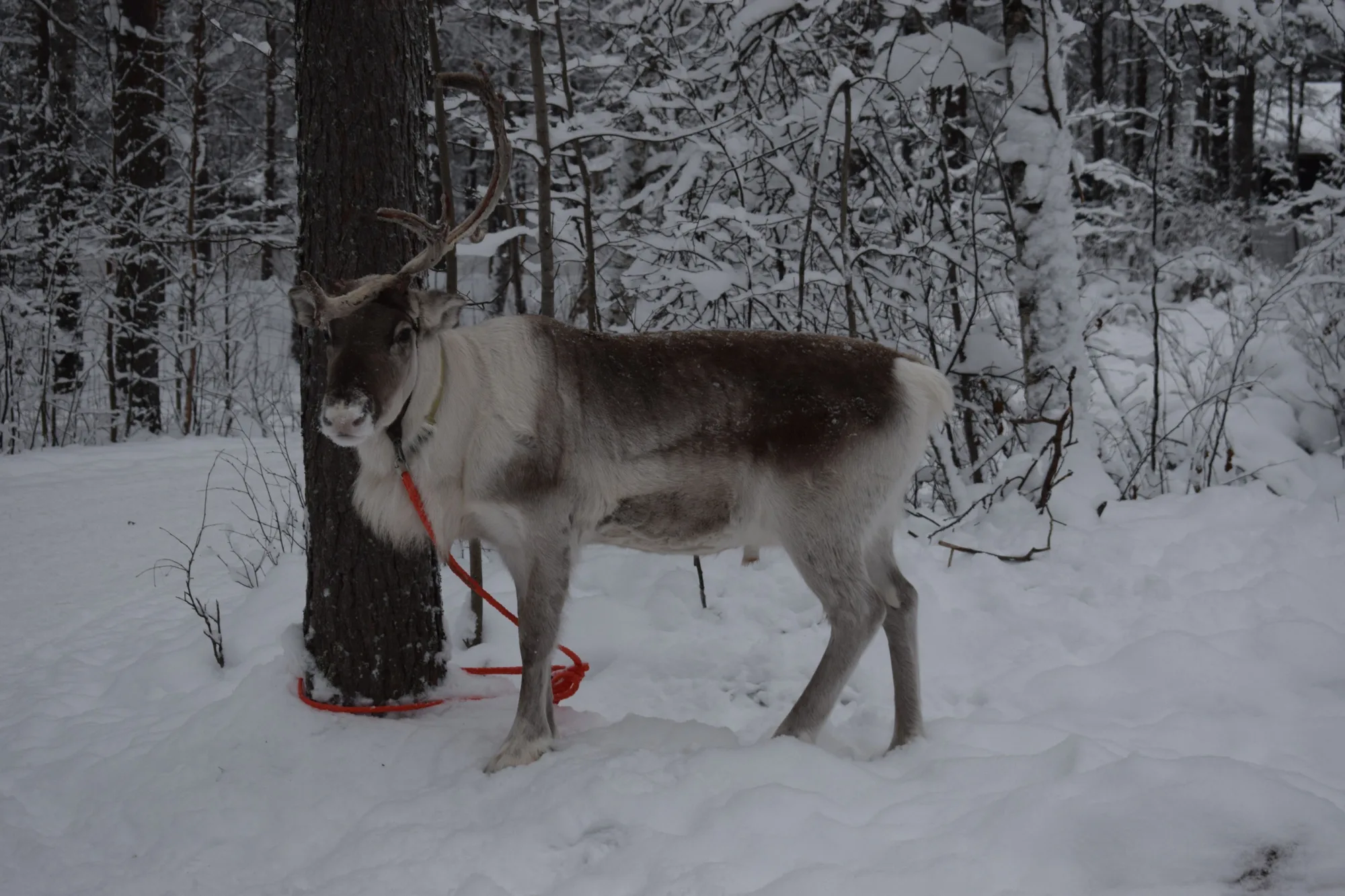 Rovaniemi & Finnish Lapland travel 1
