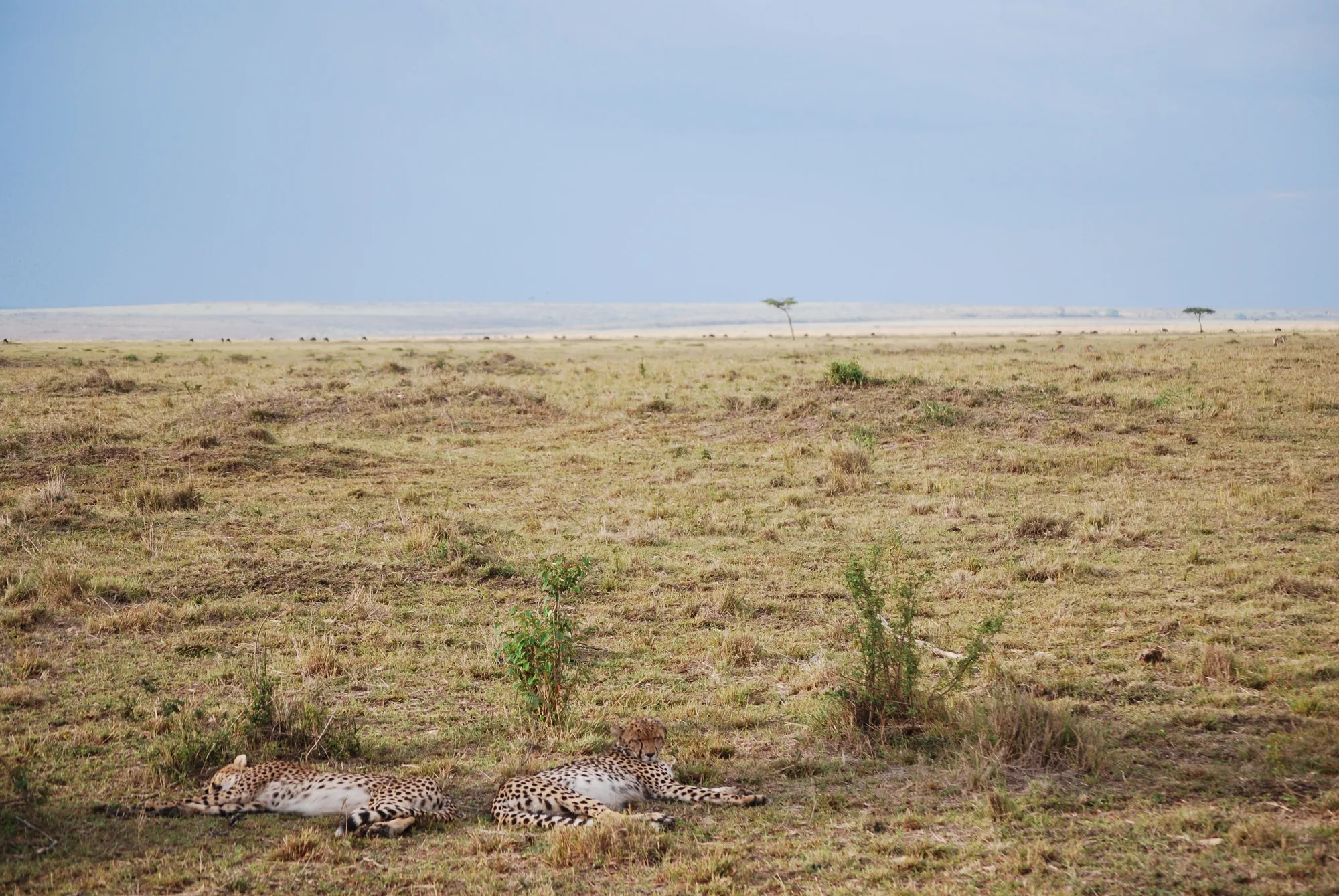 Maasai Mara travel 2