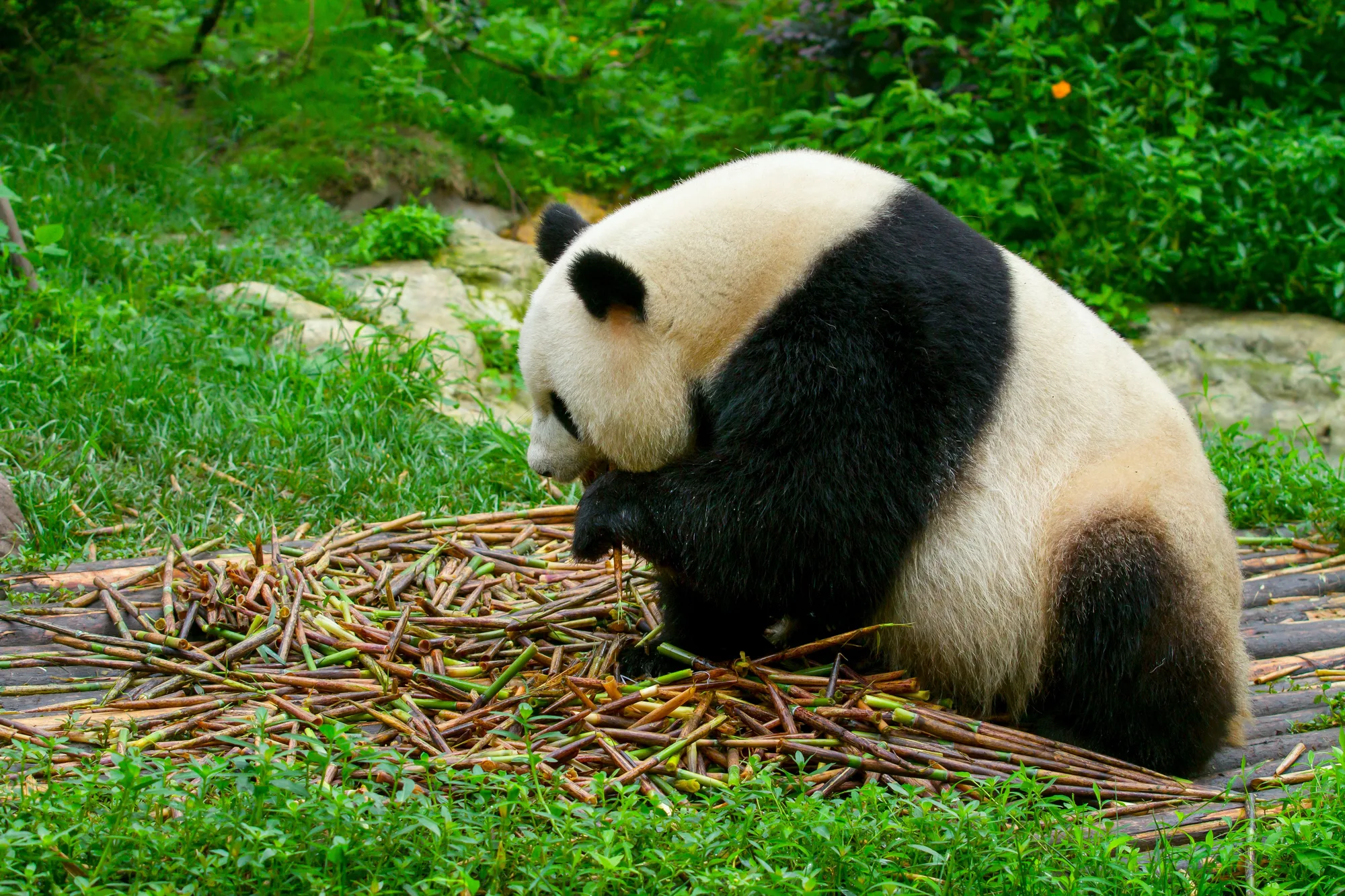 Chengdu travel 1