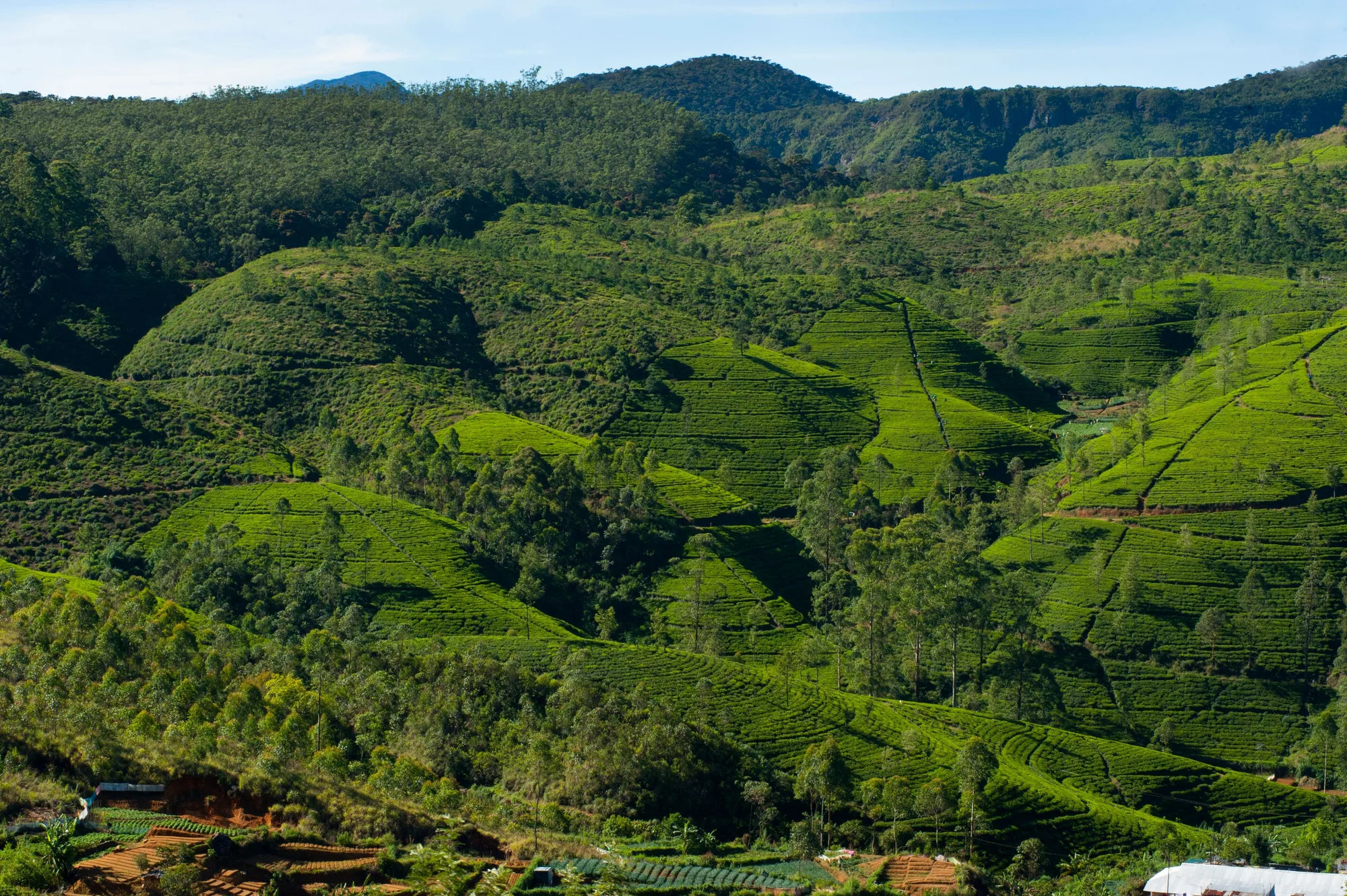 Sri Lanka Hill Country Tea Trail