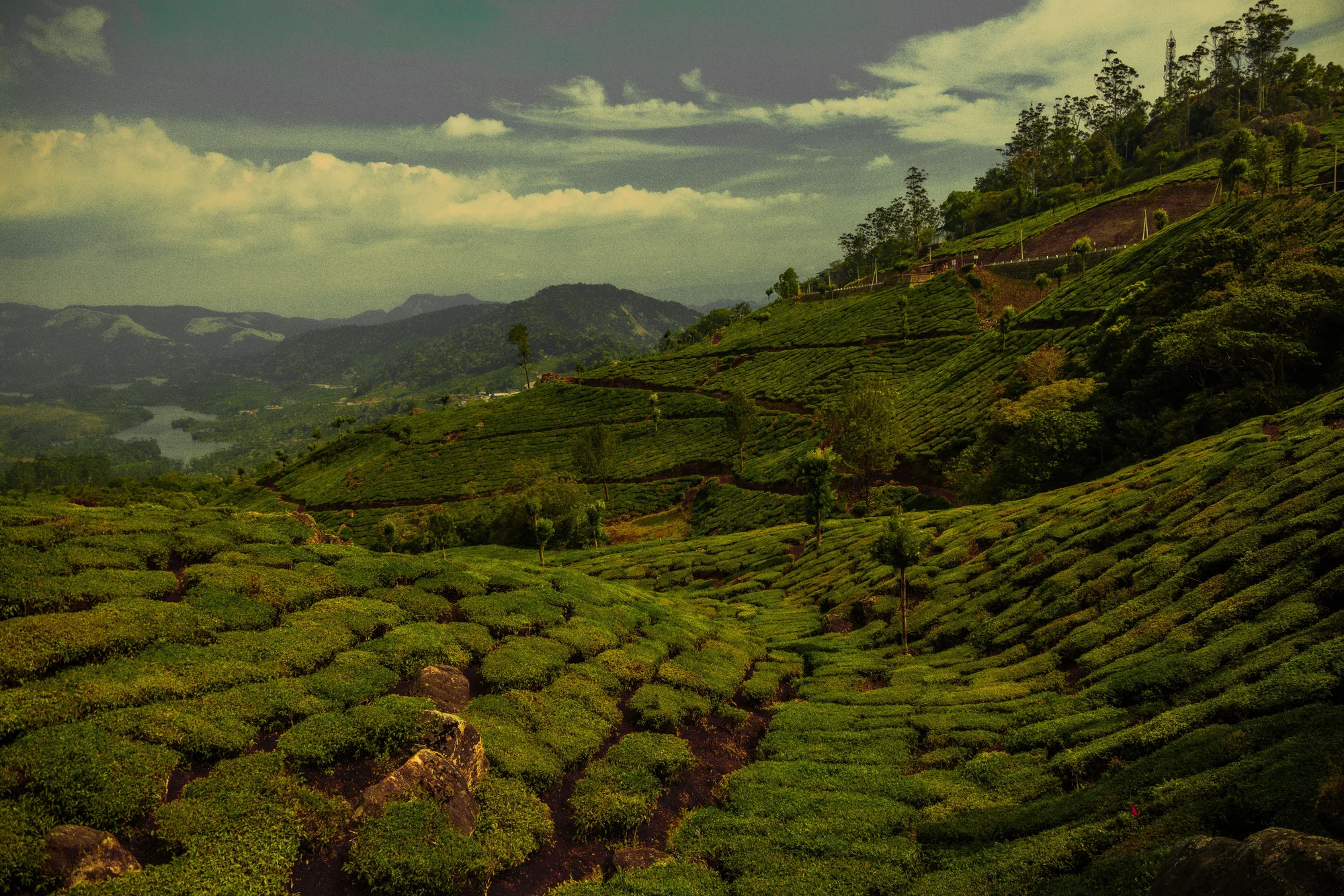Wayanad-Munnar Honeymoon Hills