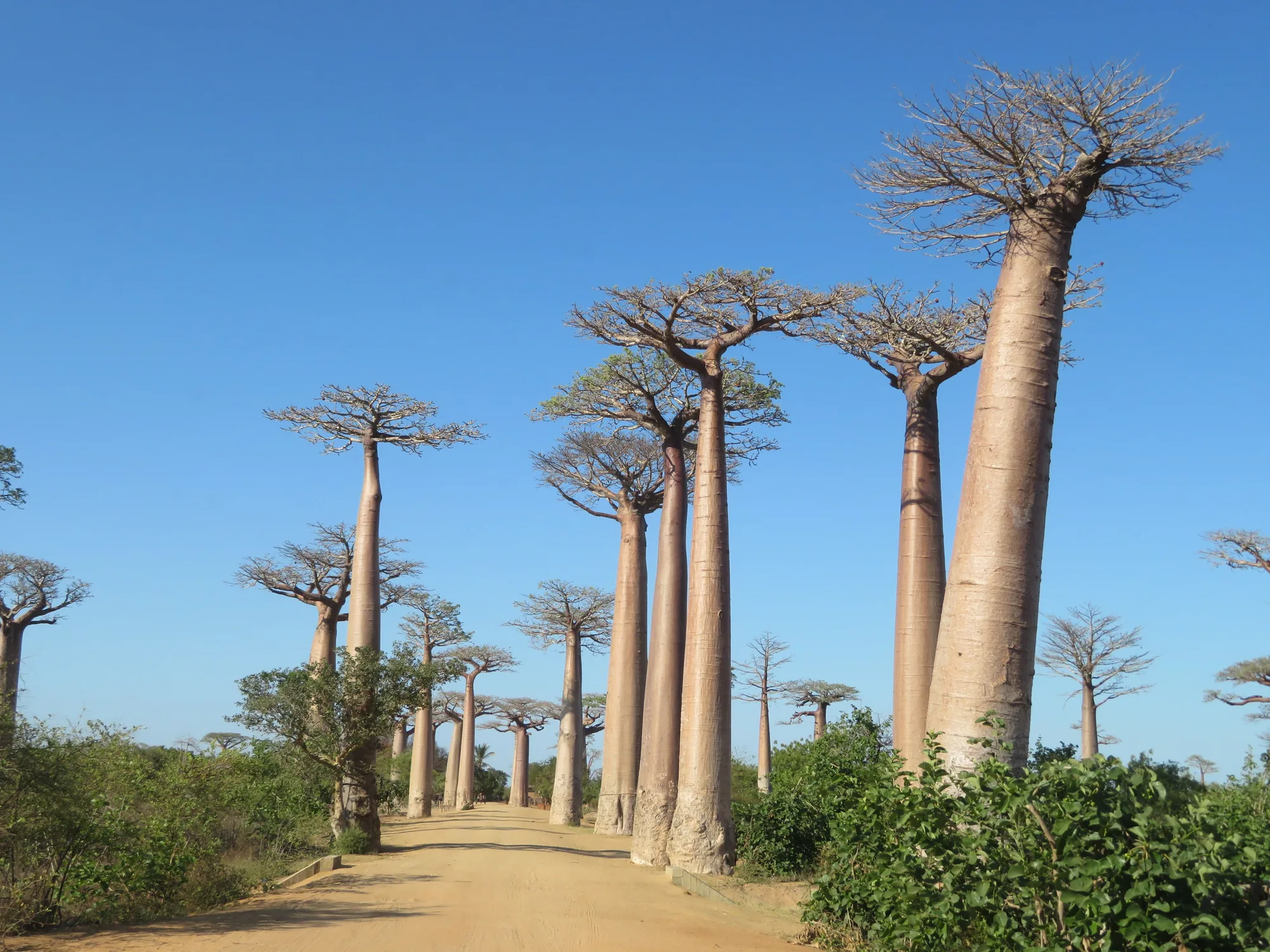 Avenue of the Baobabs travel 3
