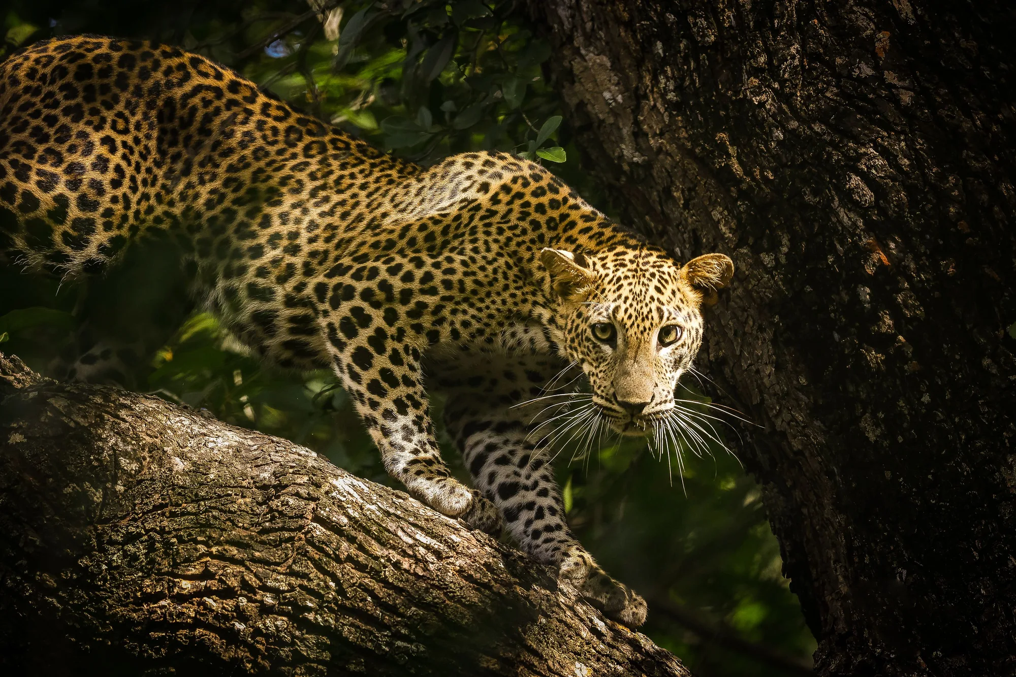 Sri Lanka Leopard & Lagoon Safari