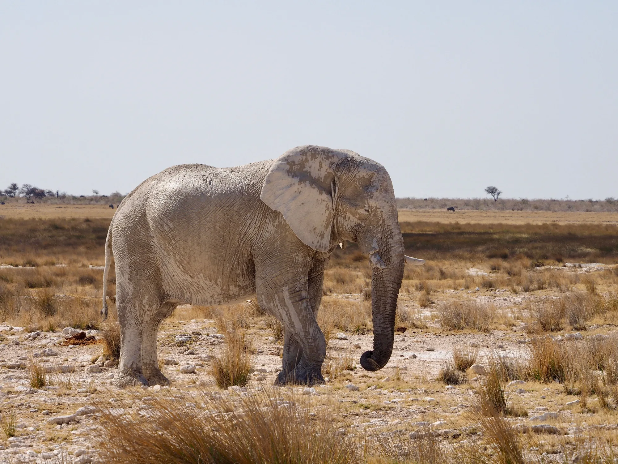 Etosha National Park travel 2