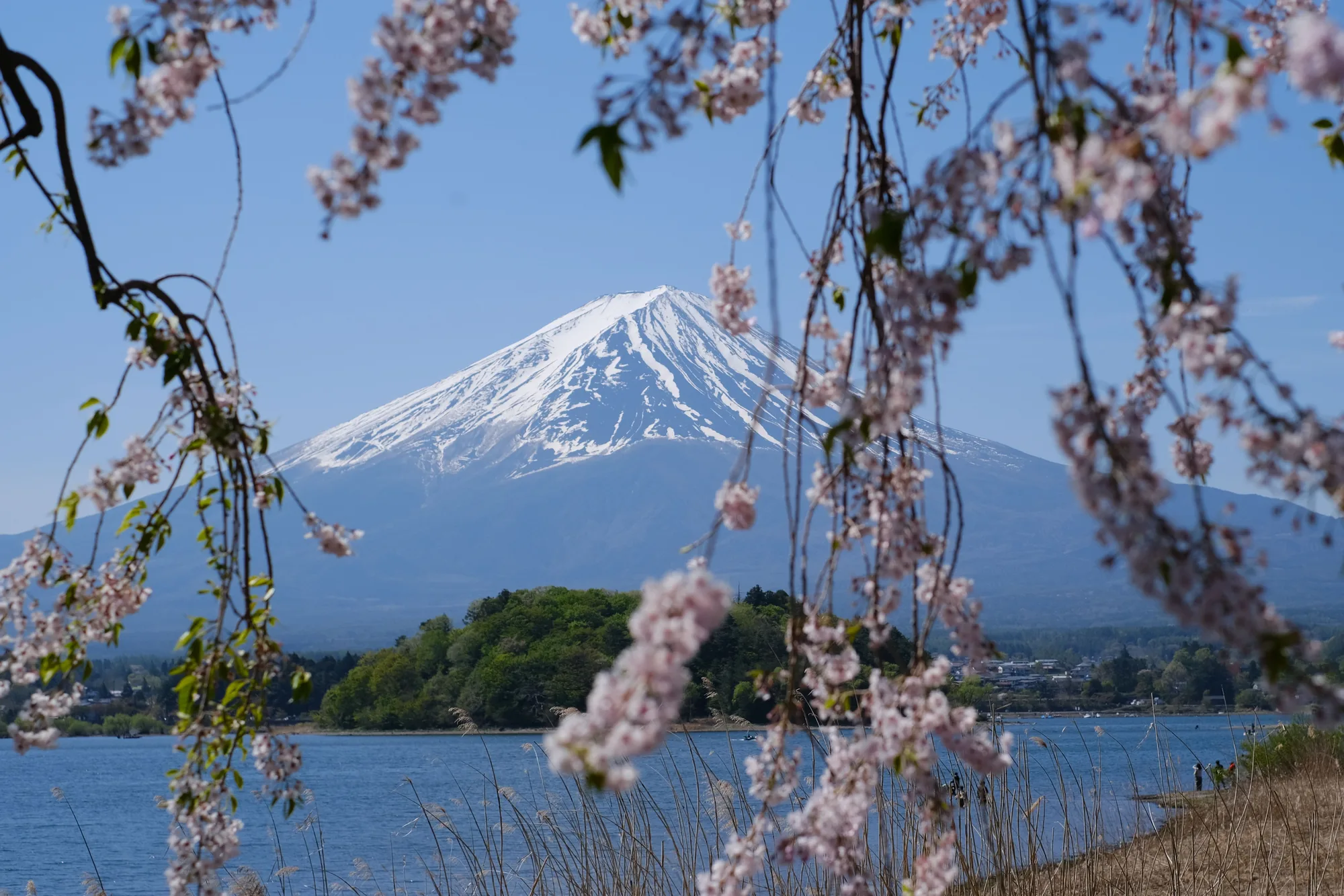 Japan Cherry Blossom Special