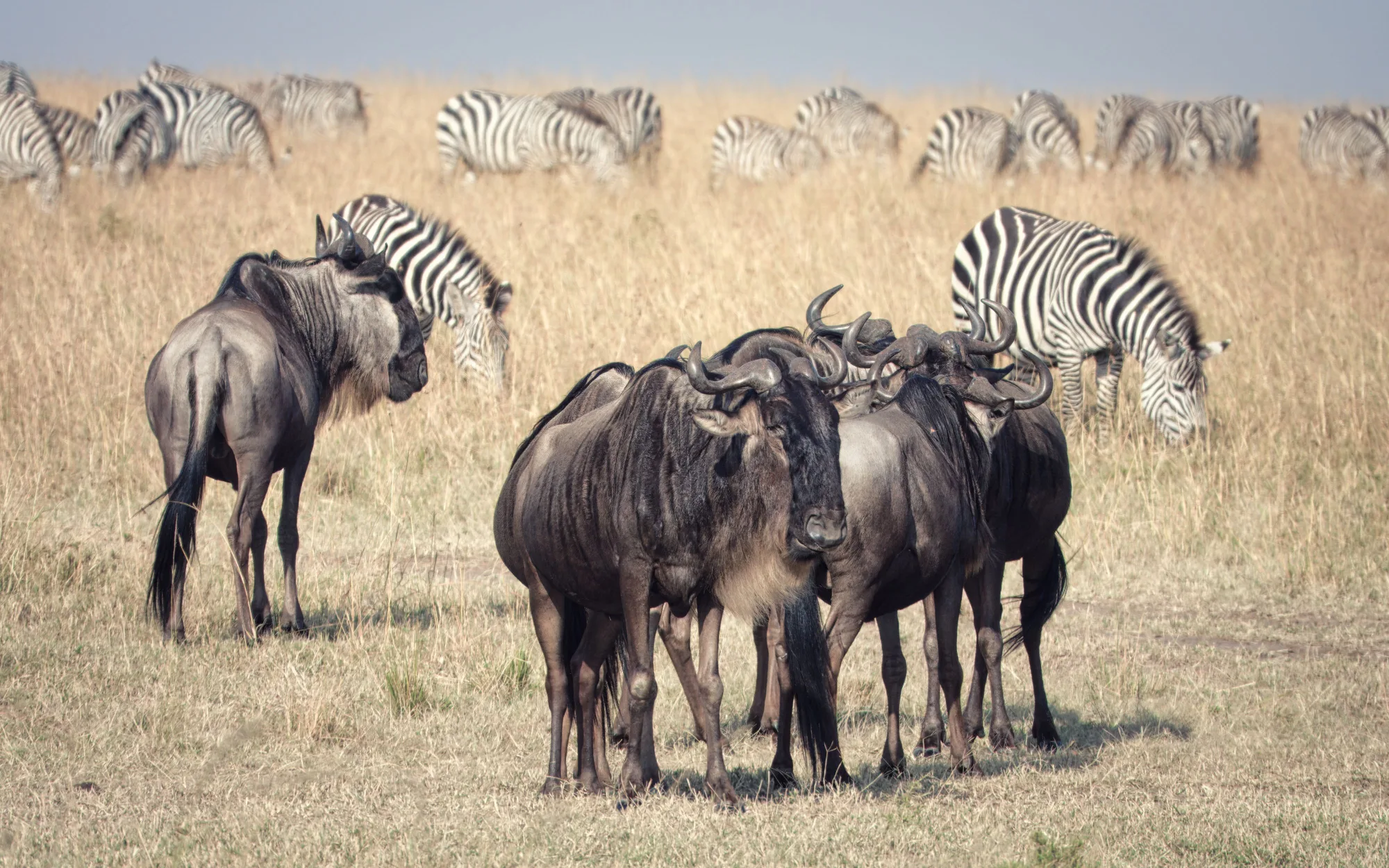 Maasai Mara travel 4