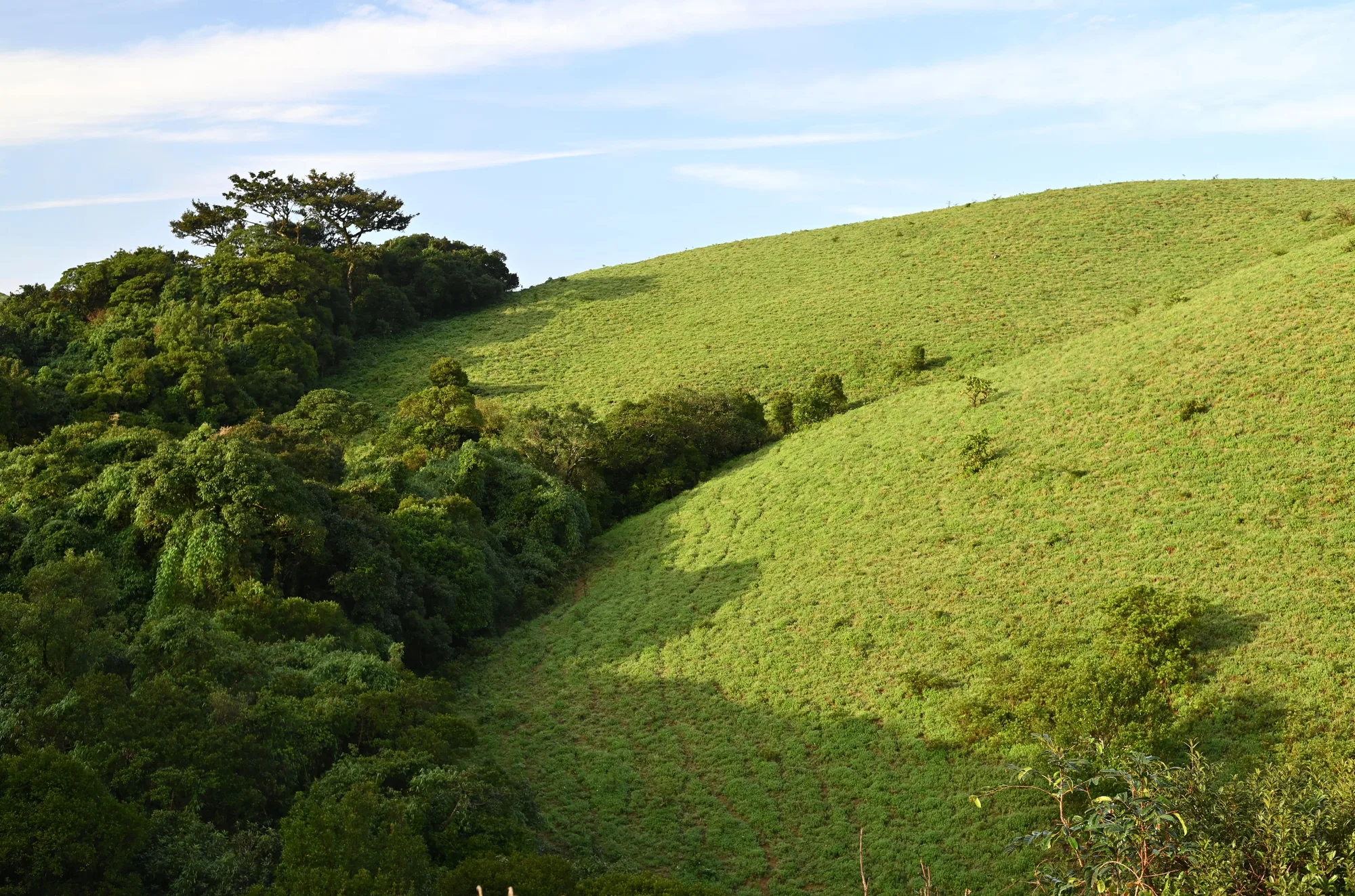 Coorg Classic — 2 Nights / 3 Days
