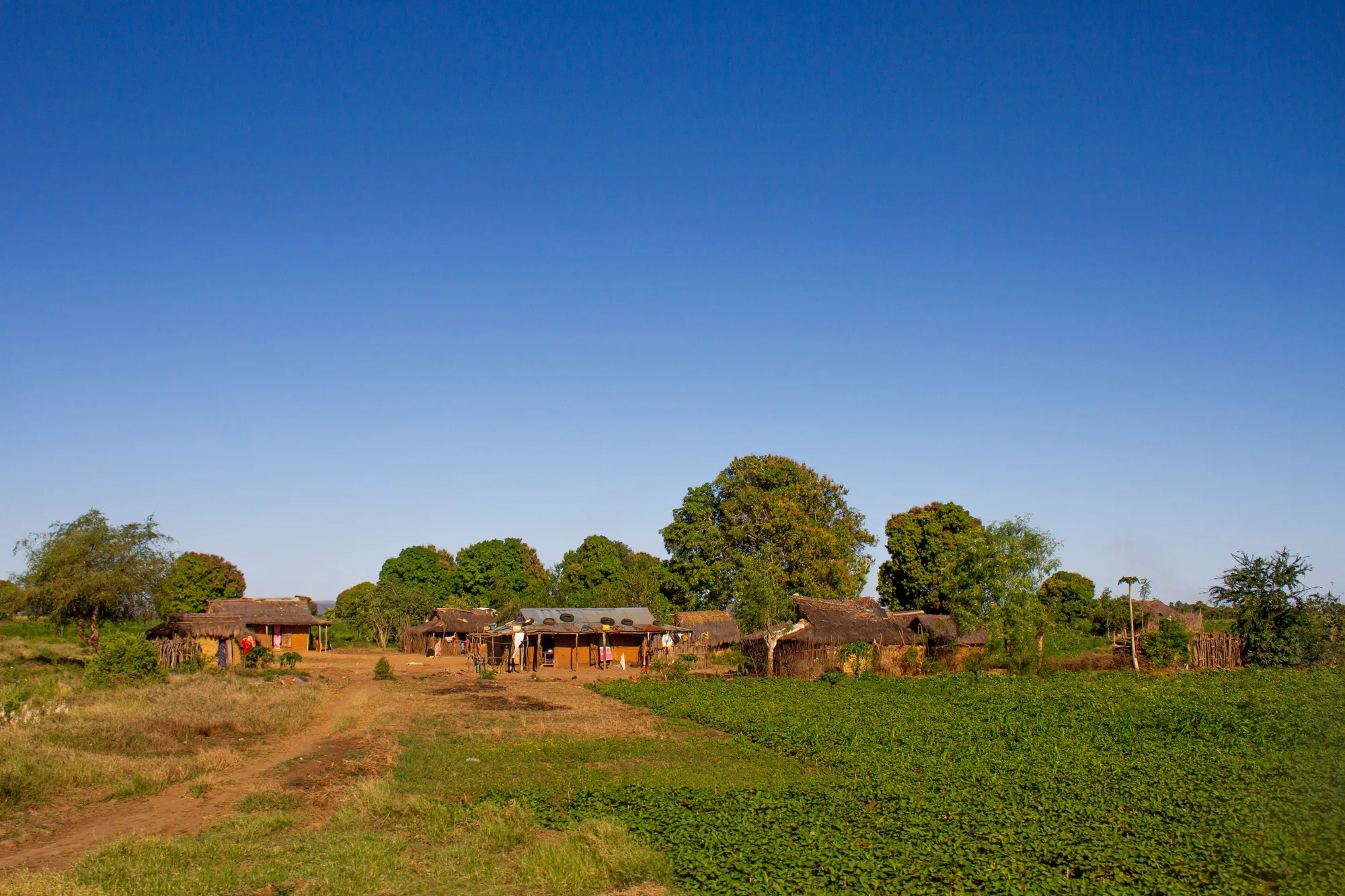 Avenue of the Baobabs travel 2