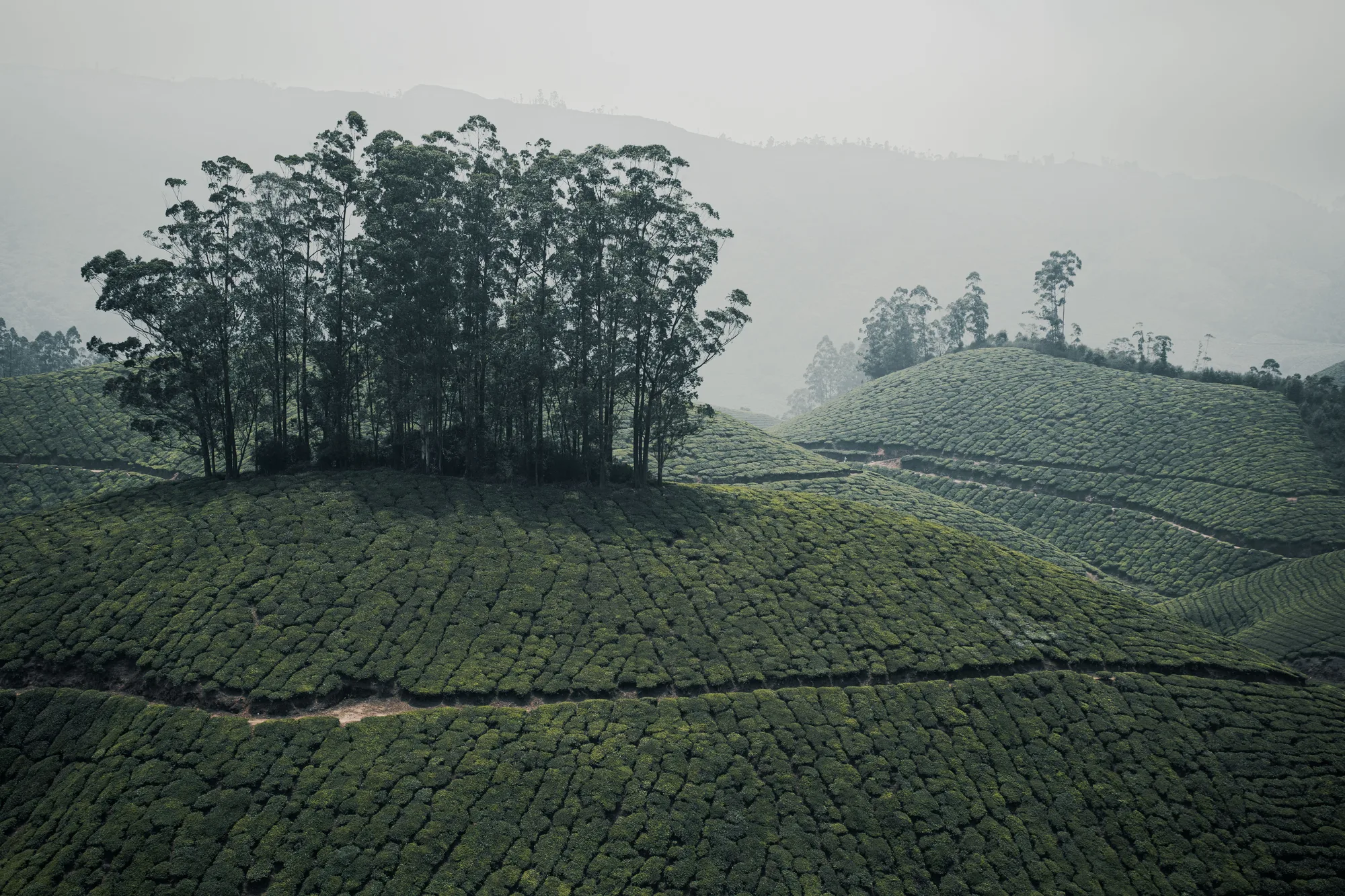 Munnar Tea Mist Honeymoon