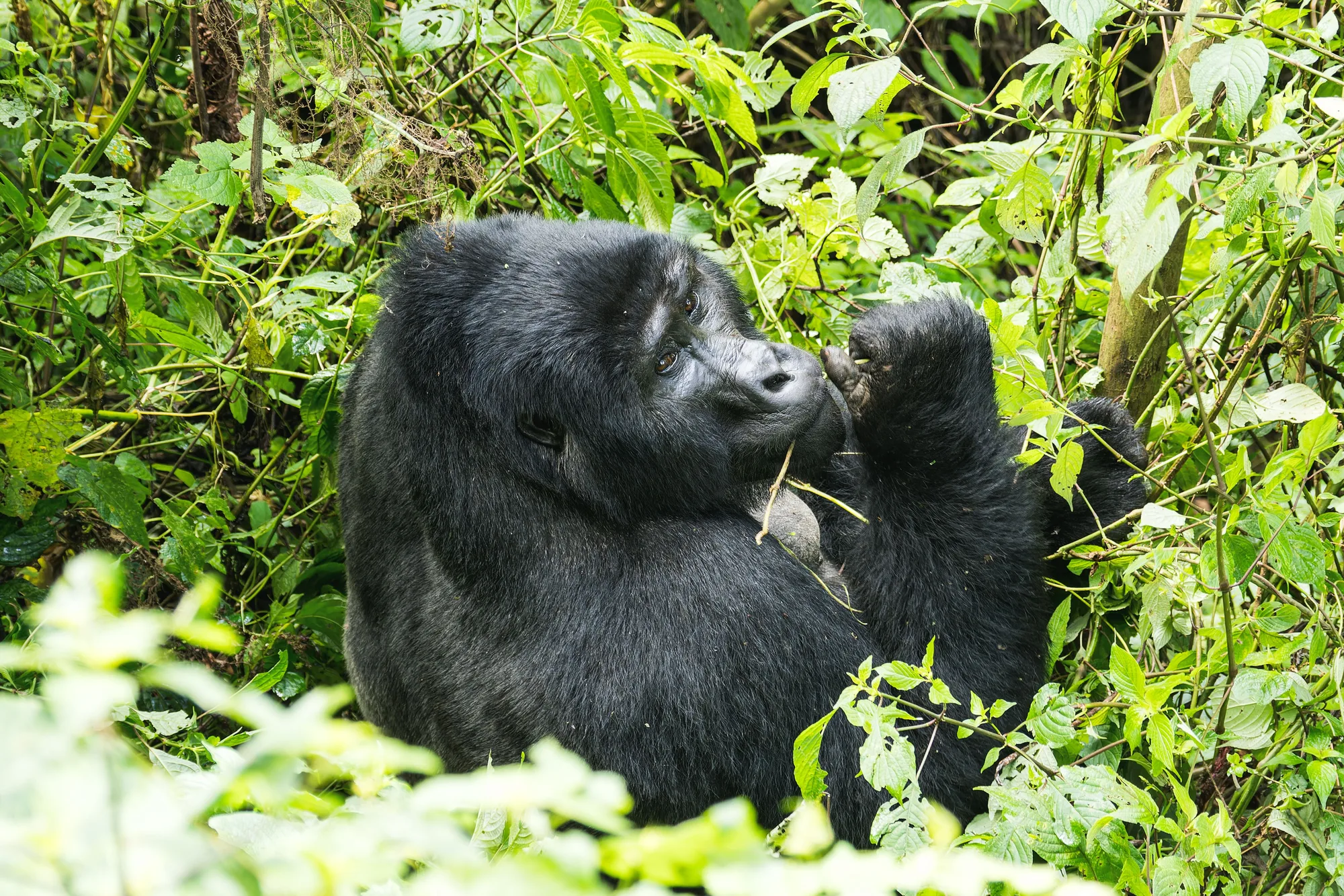 Bwindi Impenetrable Forest travel 4