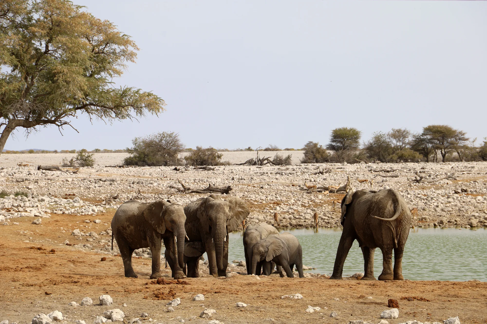 Etosha National Park travel 4