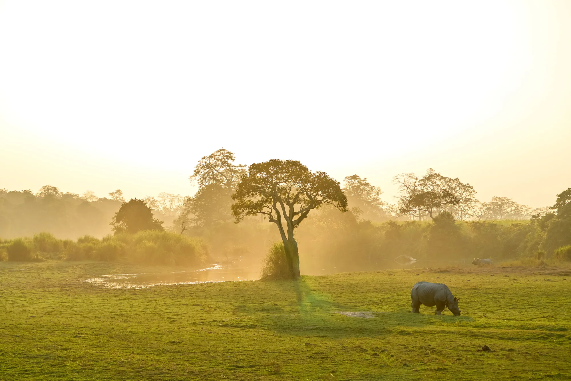 Kaziranga Rhino Safari Wildlife Expedition