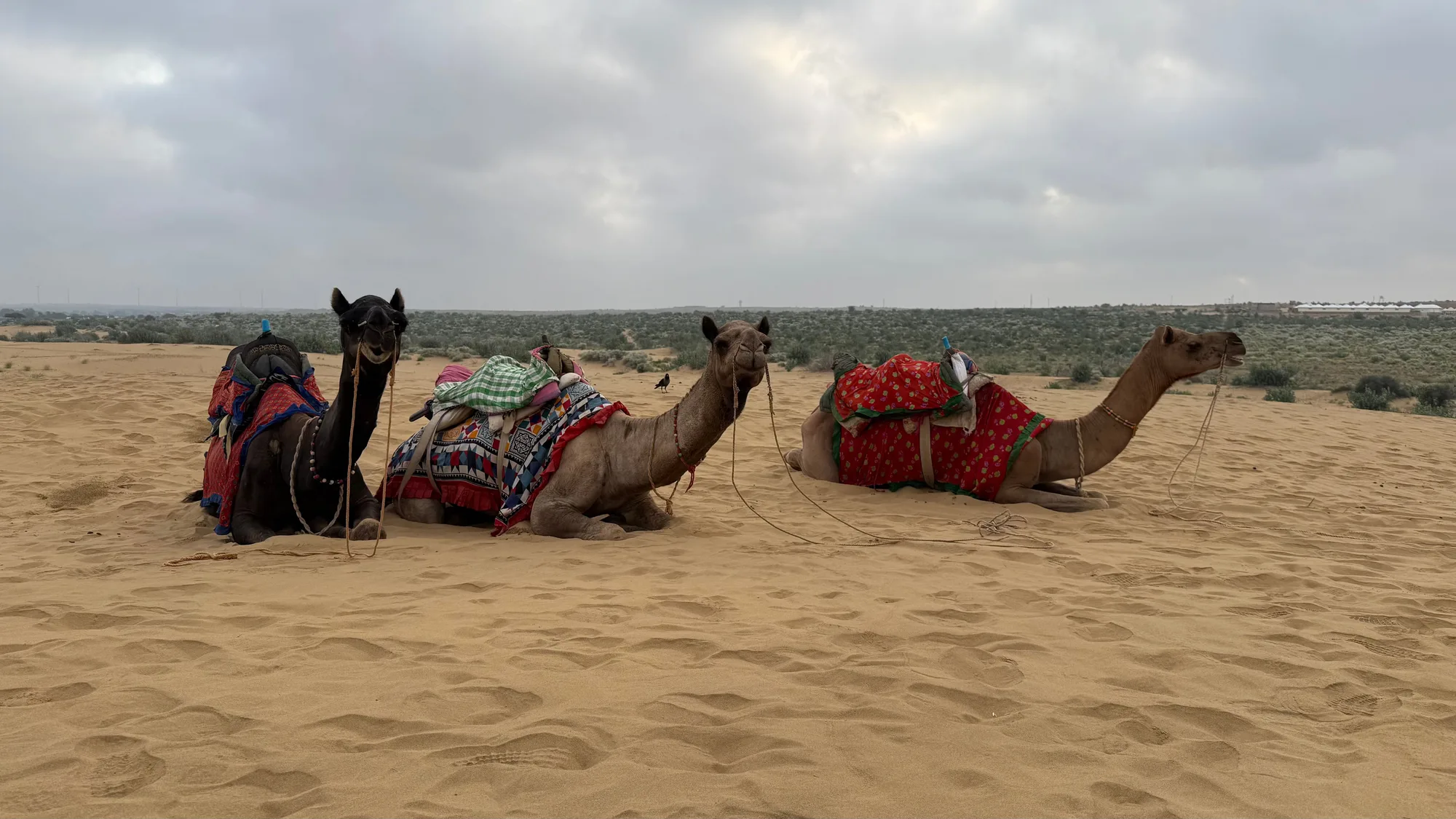 Bikaner & Camel Country