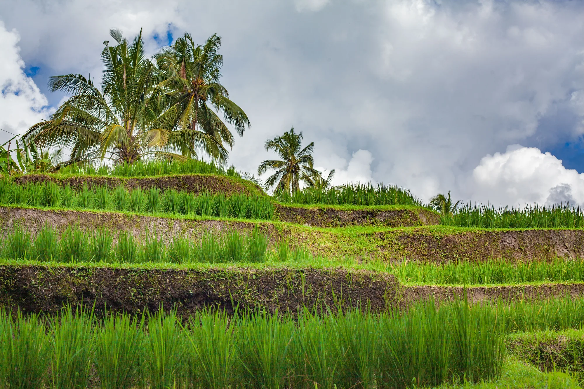Bali Yoga & Detox Retreat