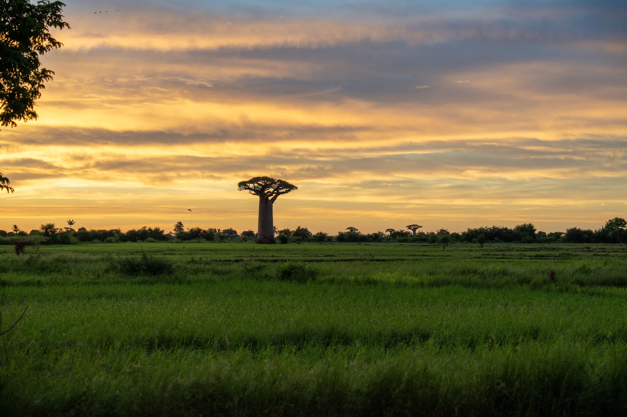 Avenue of the Baobabs travel 1
