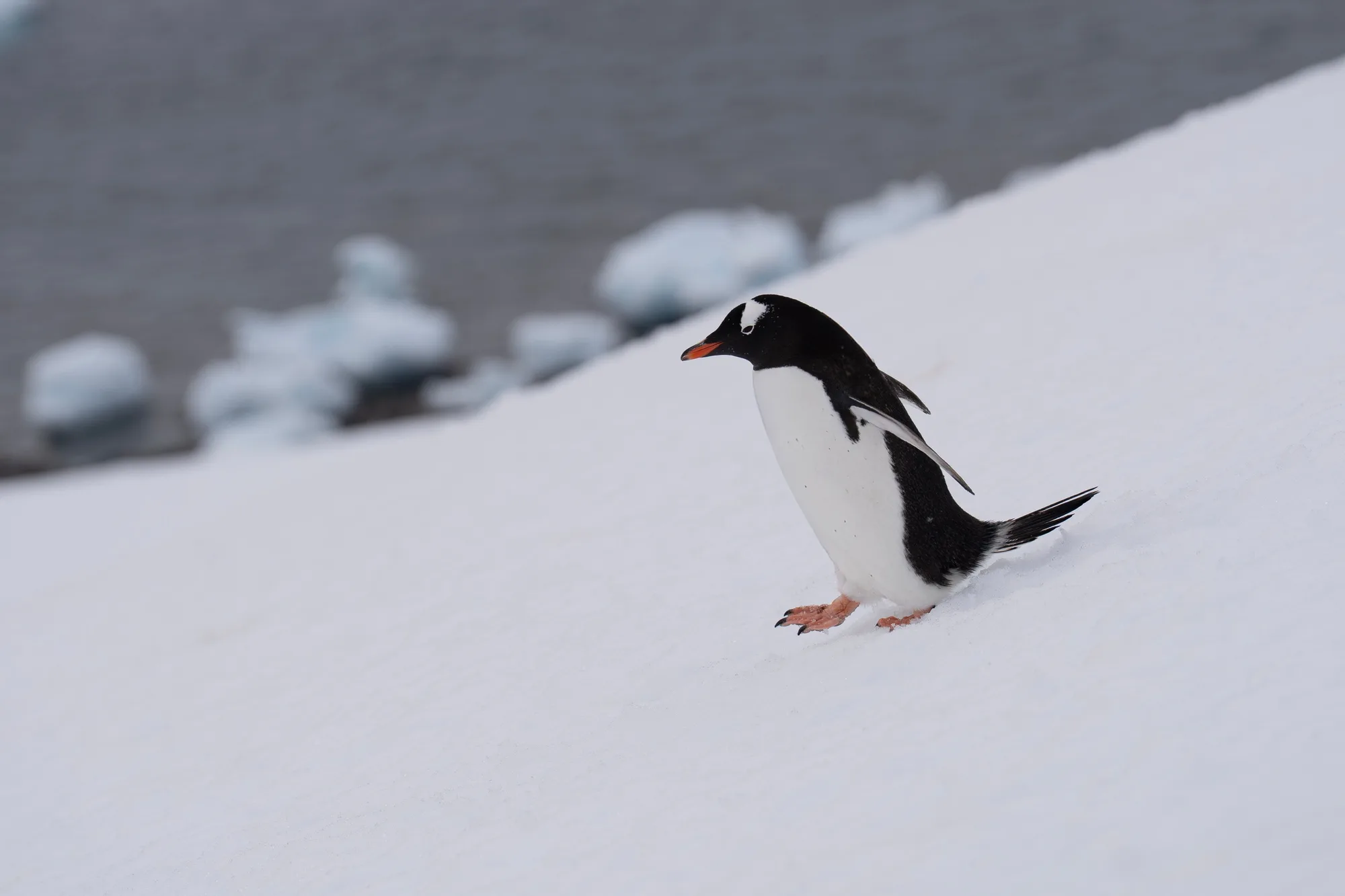 Antarctic Peninsula — Gentoo Colonies travel 3
