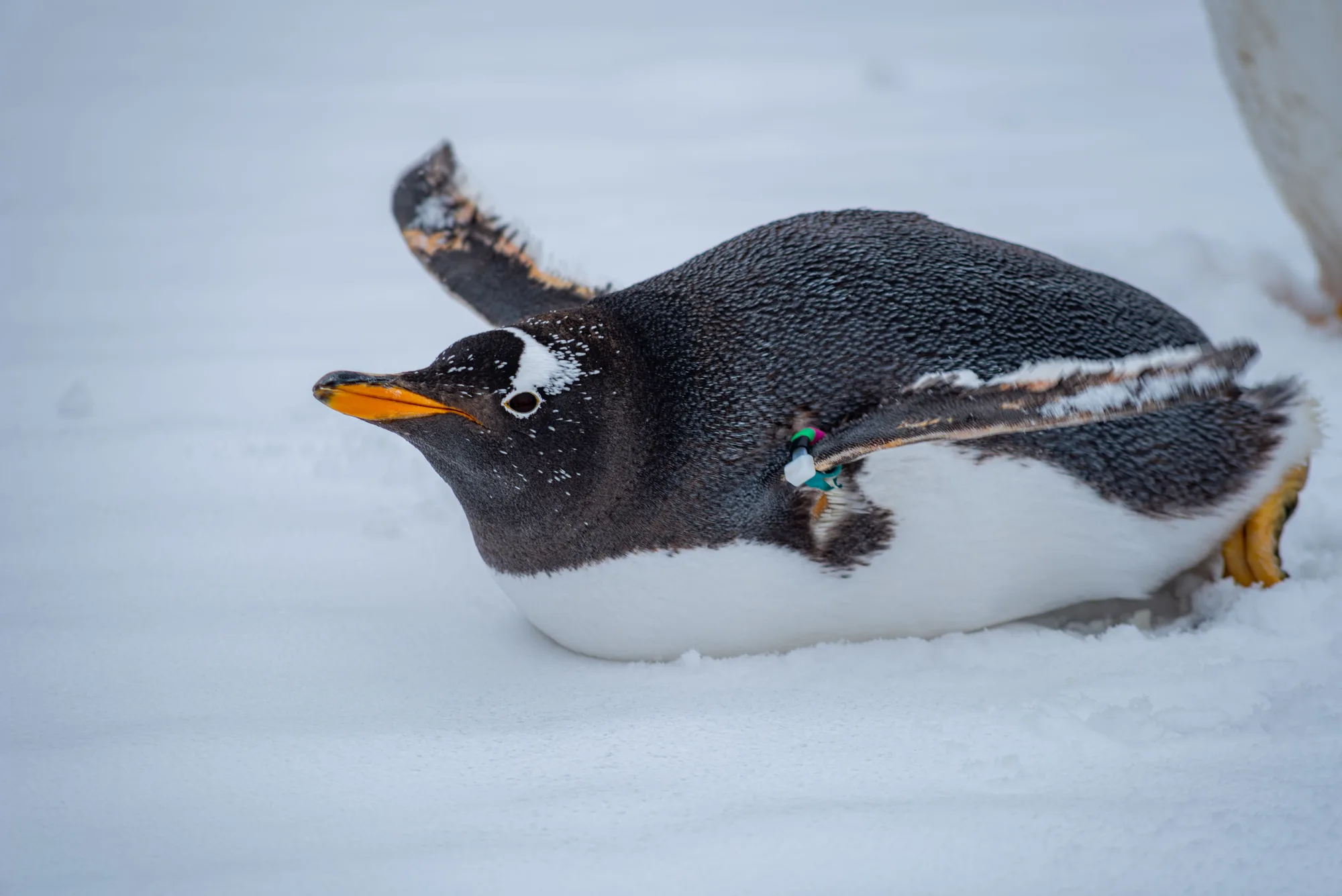Antarctic Peninsula — Gentoo Colonies travel 4