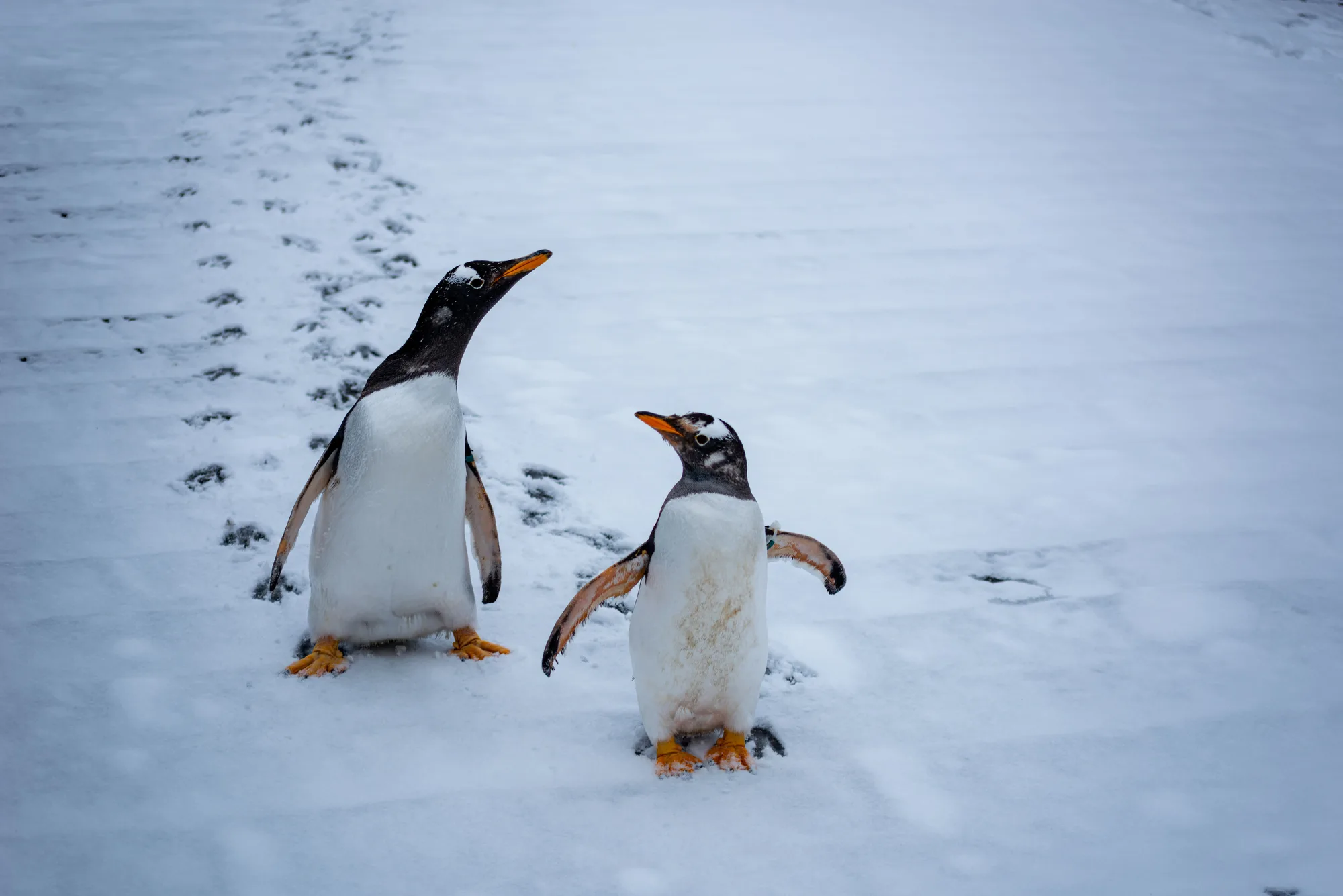 Antarctic Peninsula — Gentoo Colonies travel 2