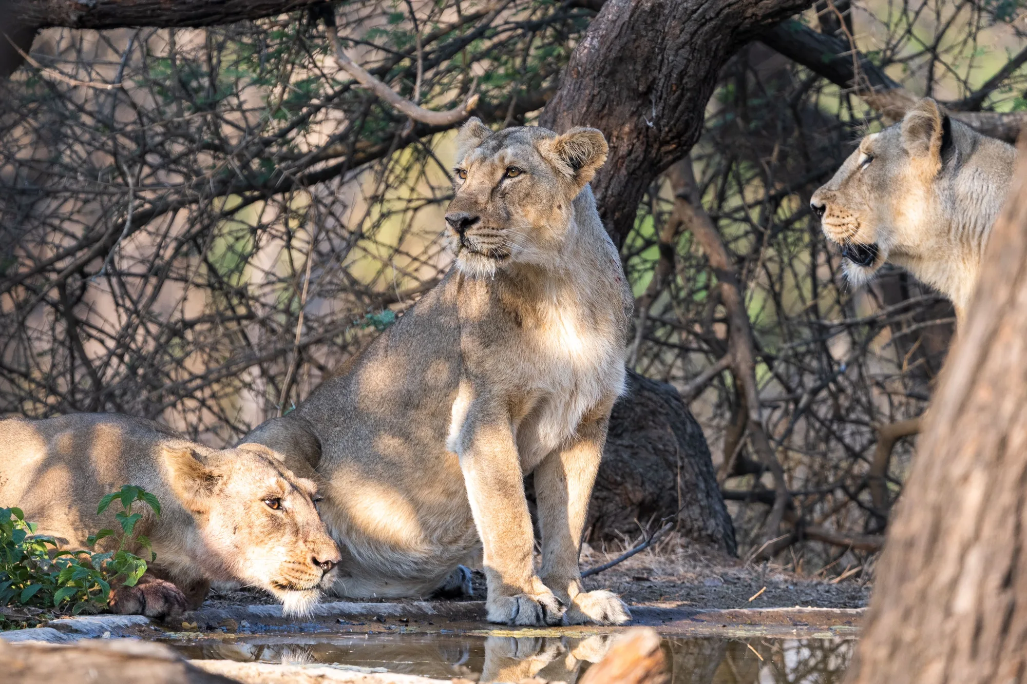 Gir Forest Lion Safari Trail