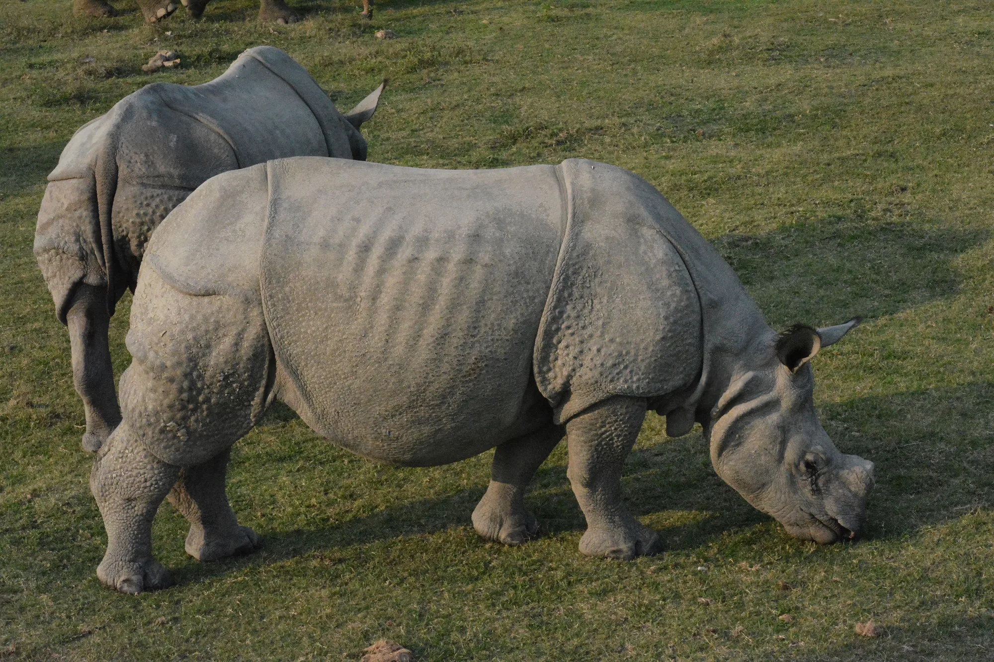 Kaziranga & North East Wildlife Expedition