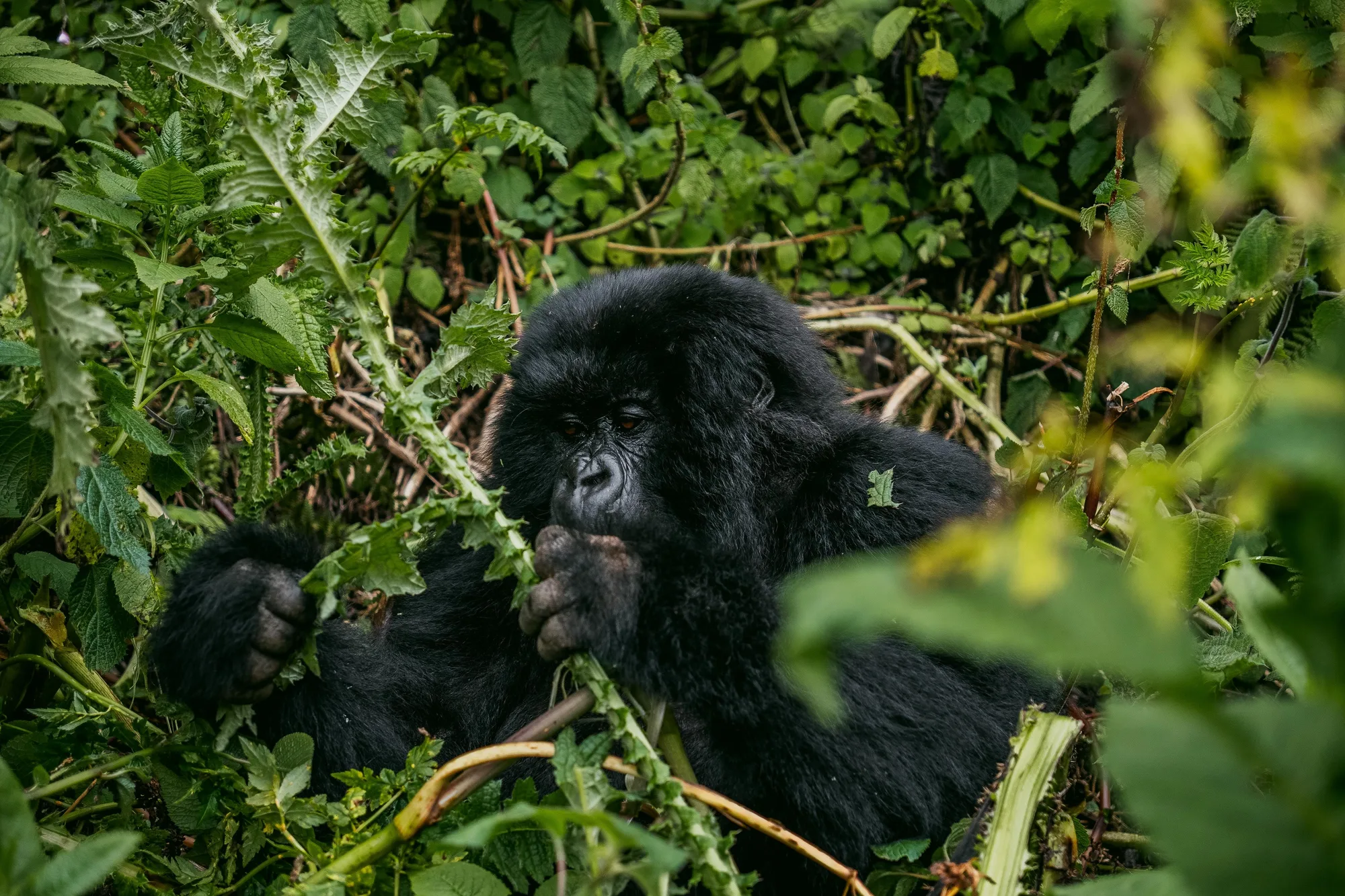 Bwindi Impenetrable Forest travel 3