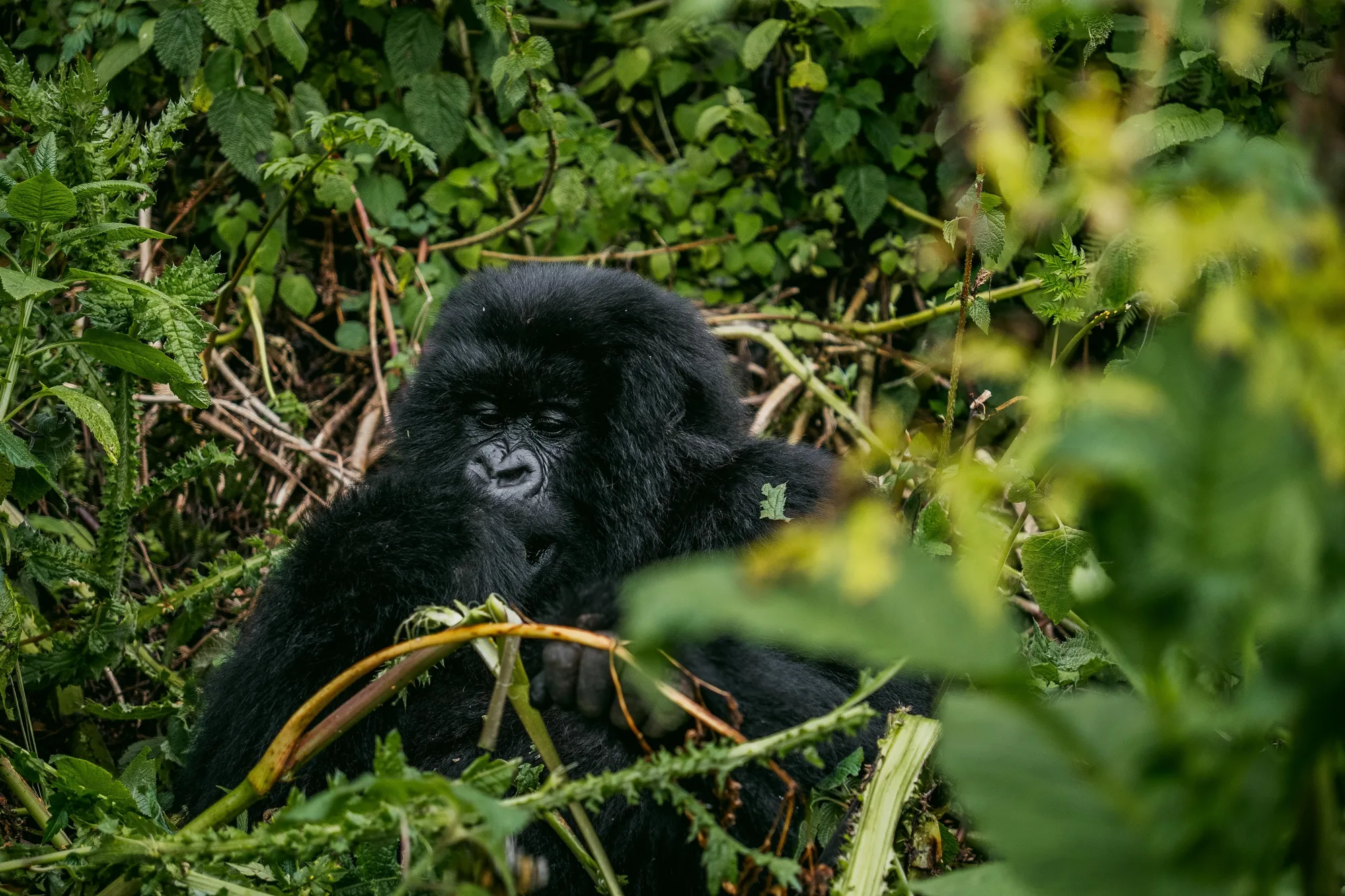 Bwindi Impenetrable Forest travel 2