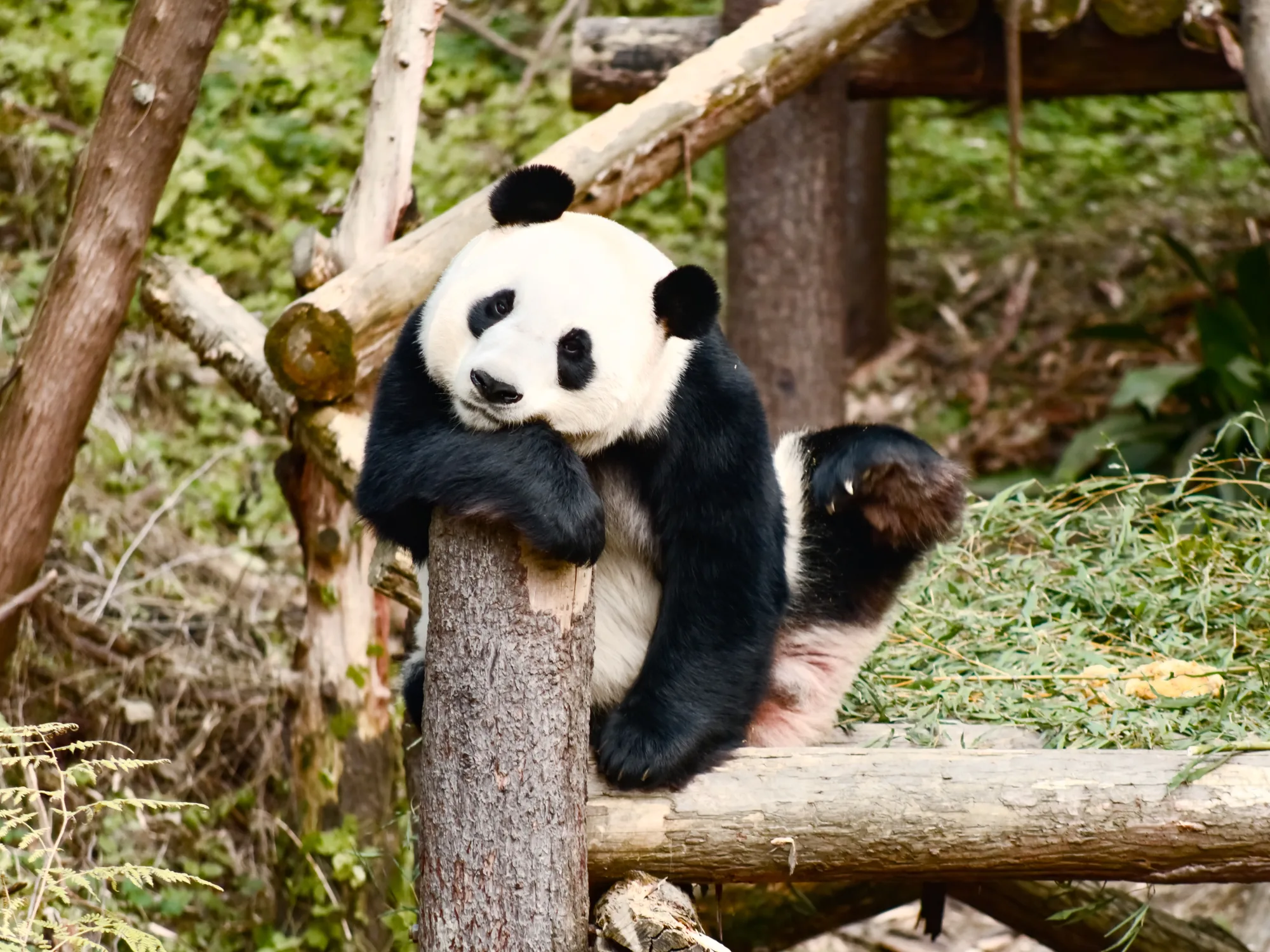 Chengdu travel 5