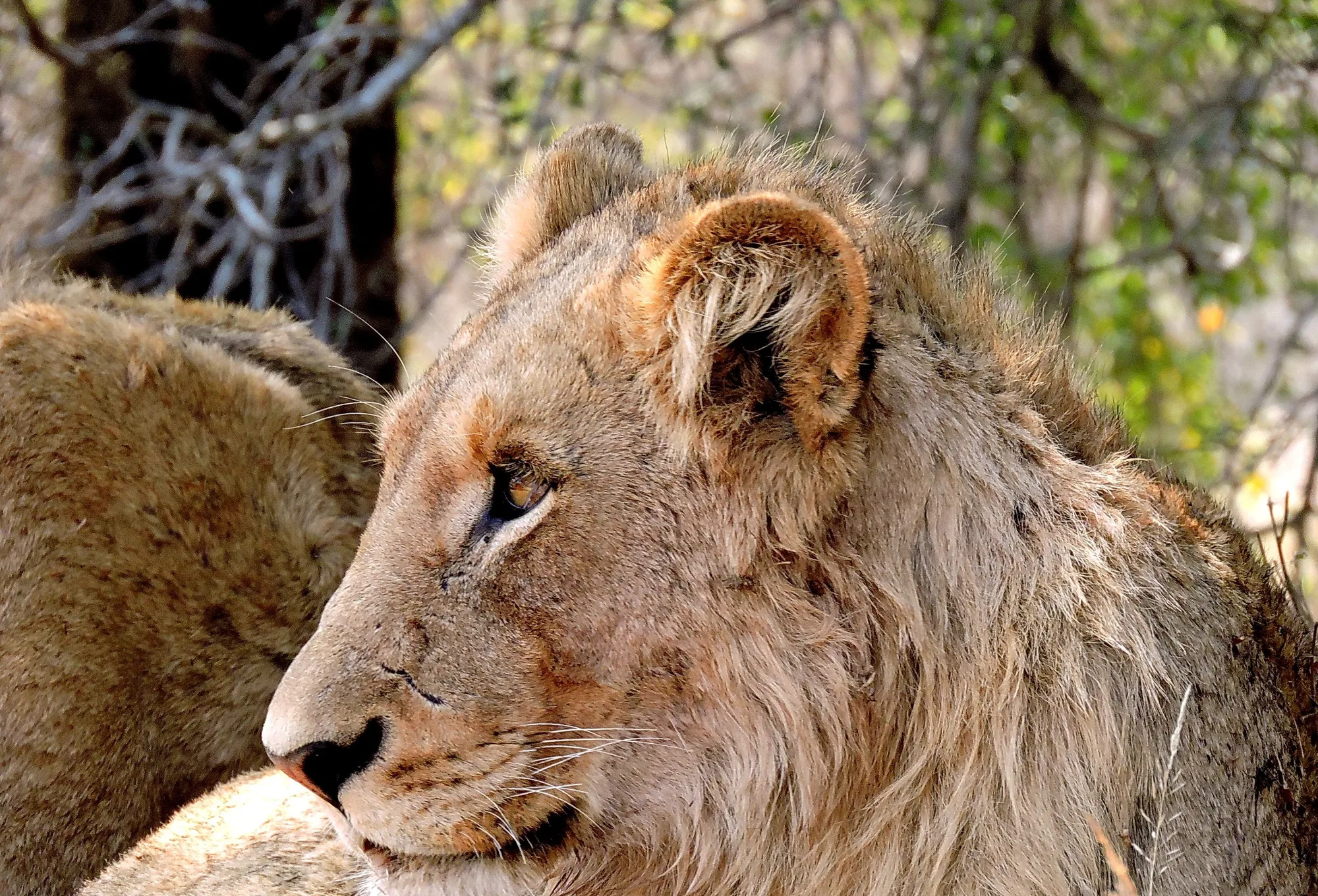 Kruger National Park travel 1