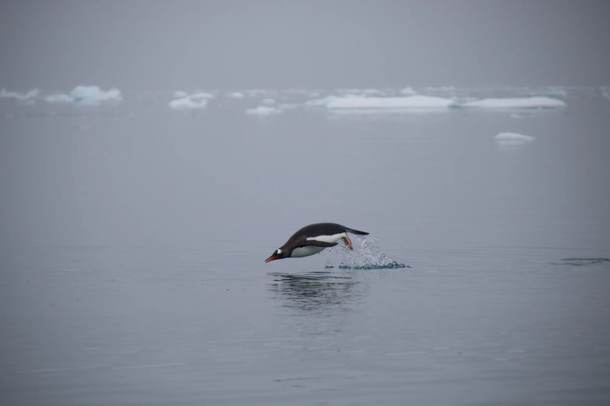 Antarctic Peninsula — Gentoo Colonies travel 1