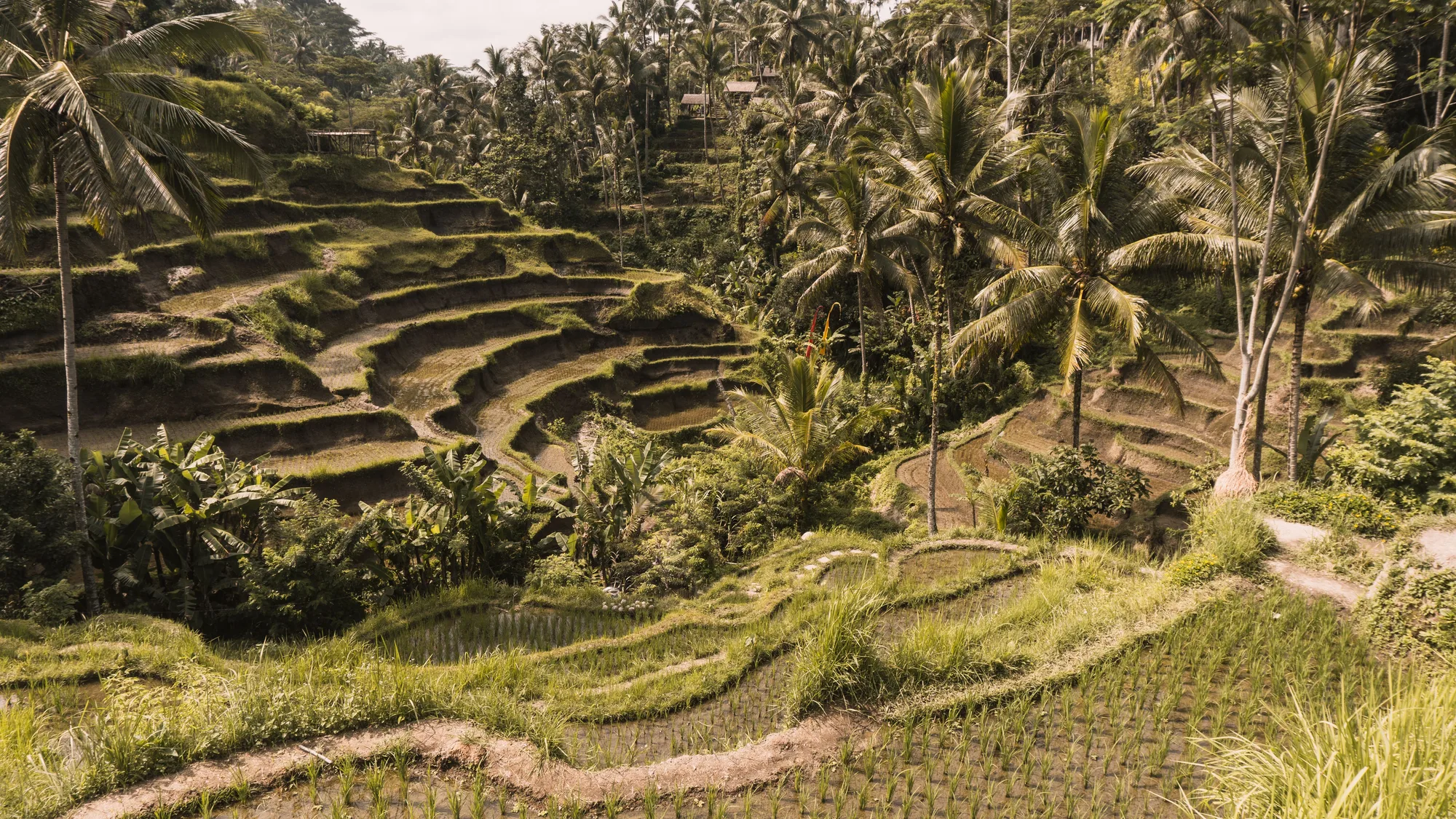 Bali Ubud Jungle Immersion