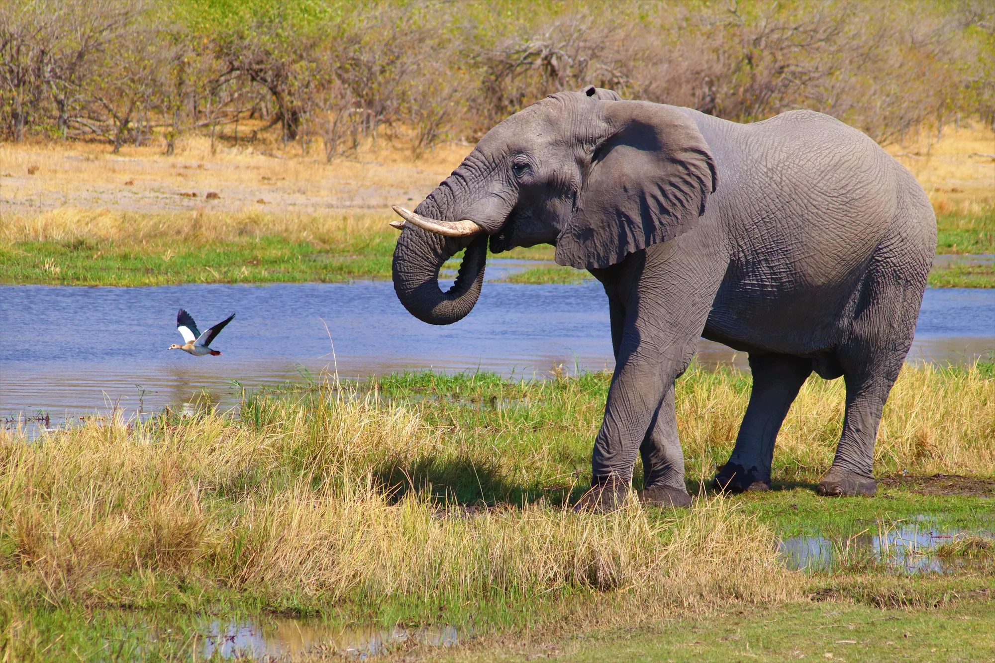 Okavango Delta travel 4