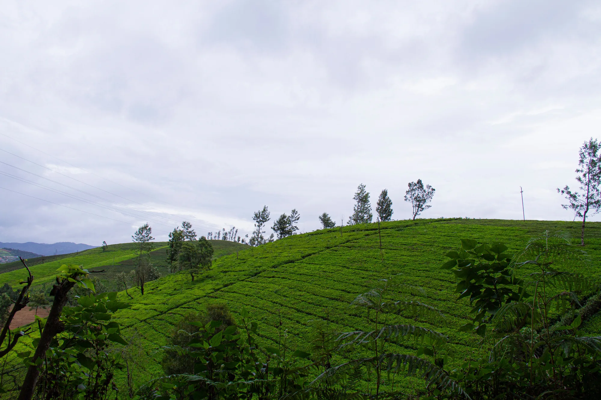 Ooty Tea Garden Honeymoon