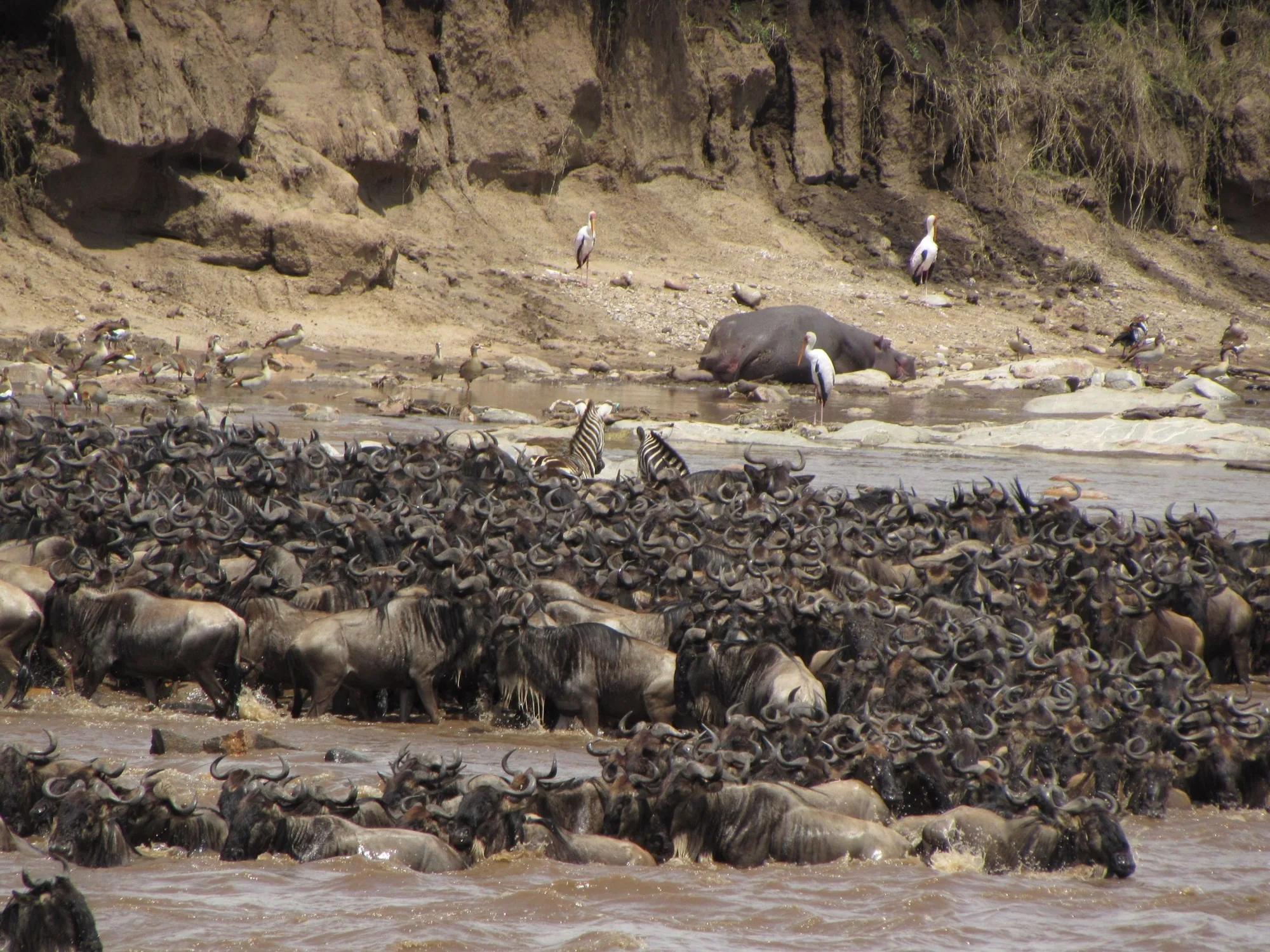 Kenya Masai Mara Great Migration Safari