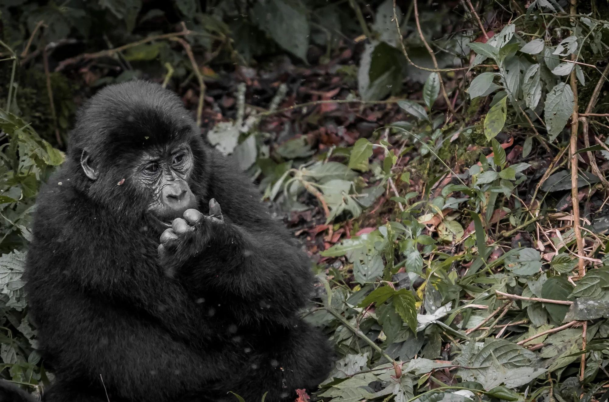 Bwindi Impenetrable Forest travel 1