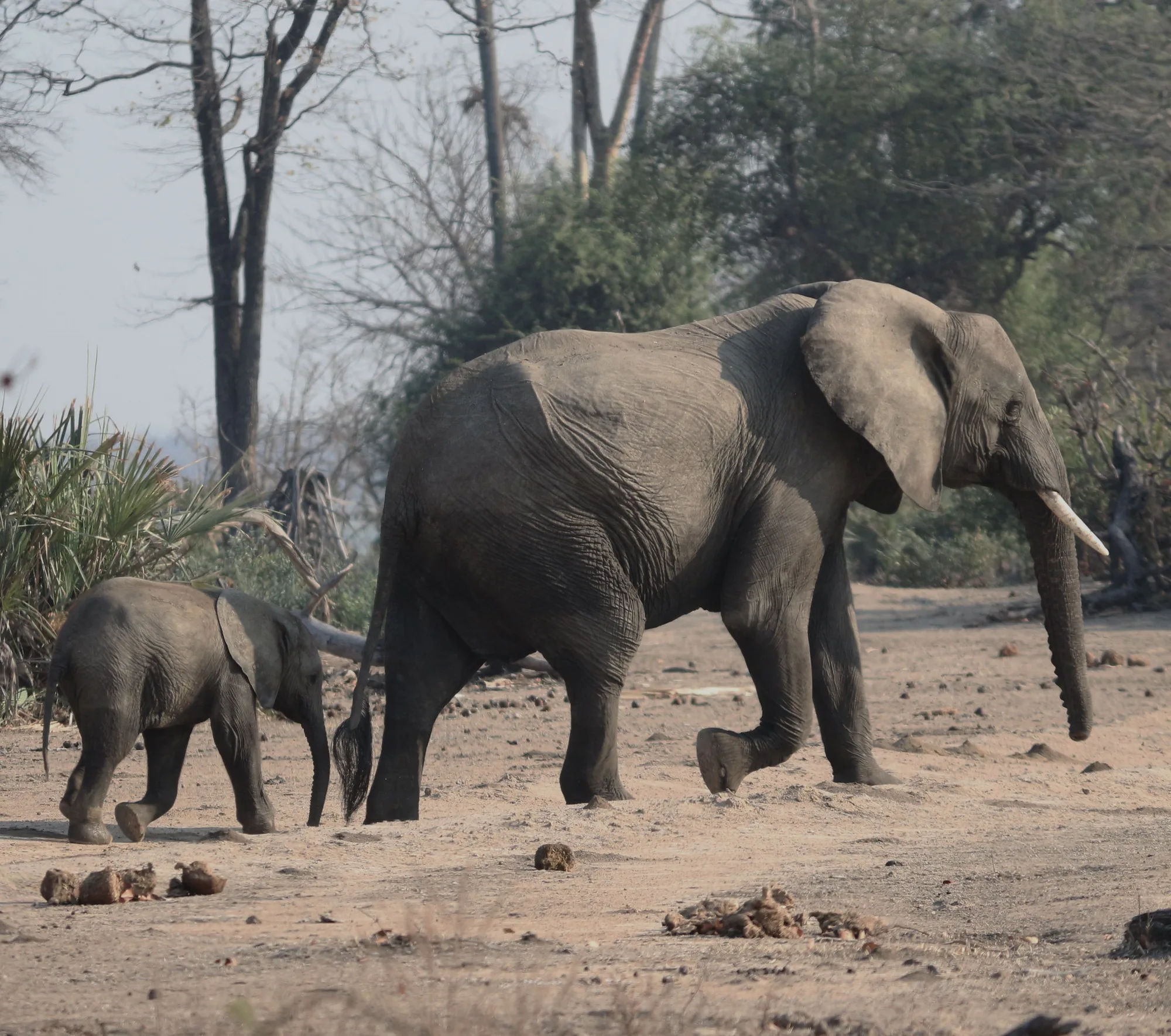 South Luangwa National Park travel 4