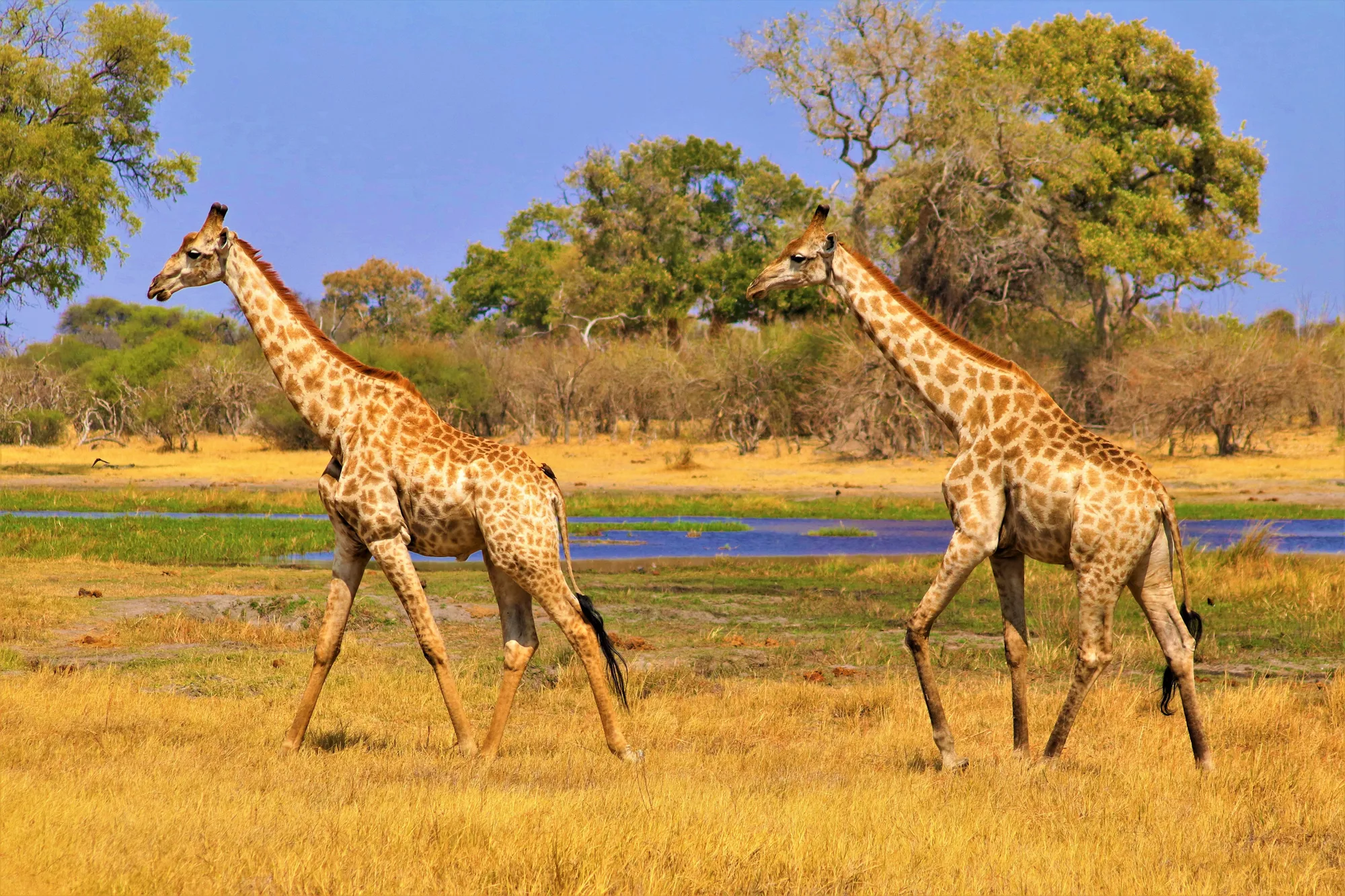Okavango Delta travel 2
