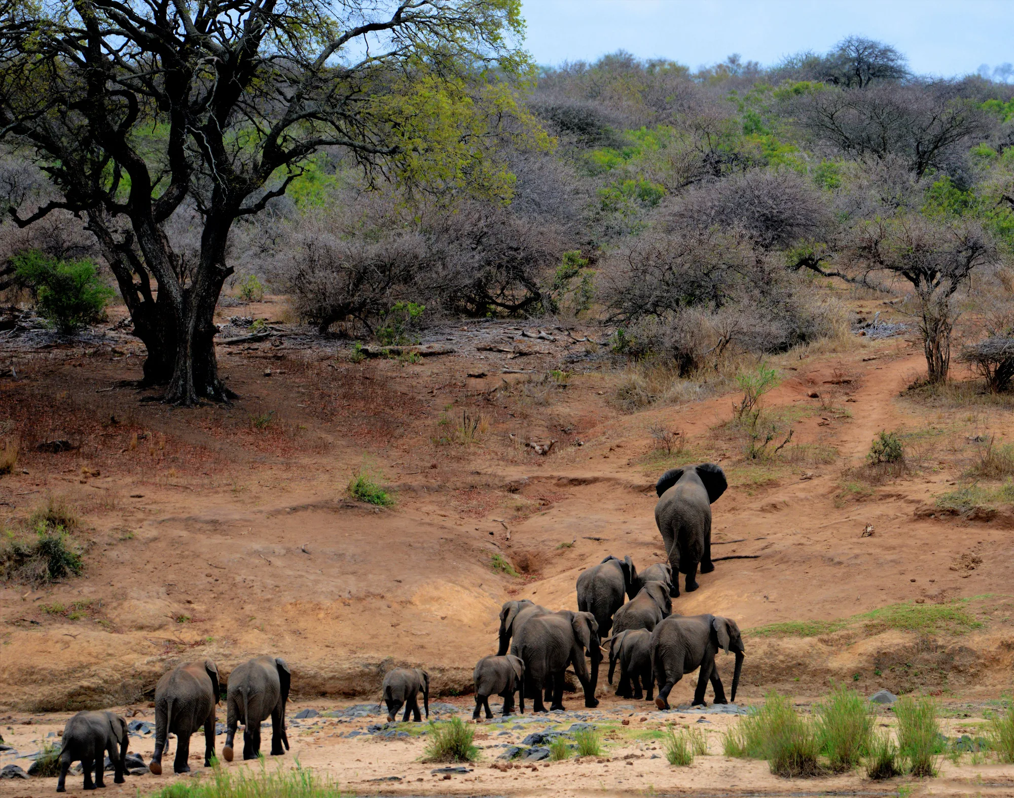 South Africa Kruger Safari Lodge Escape
