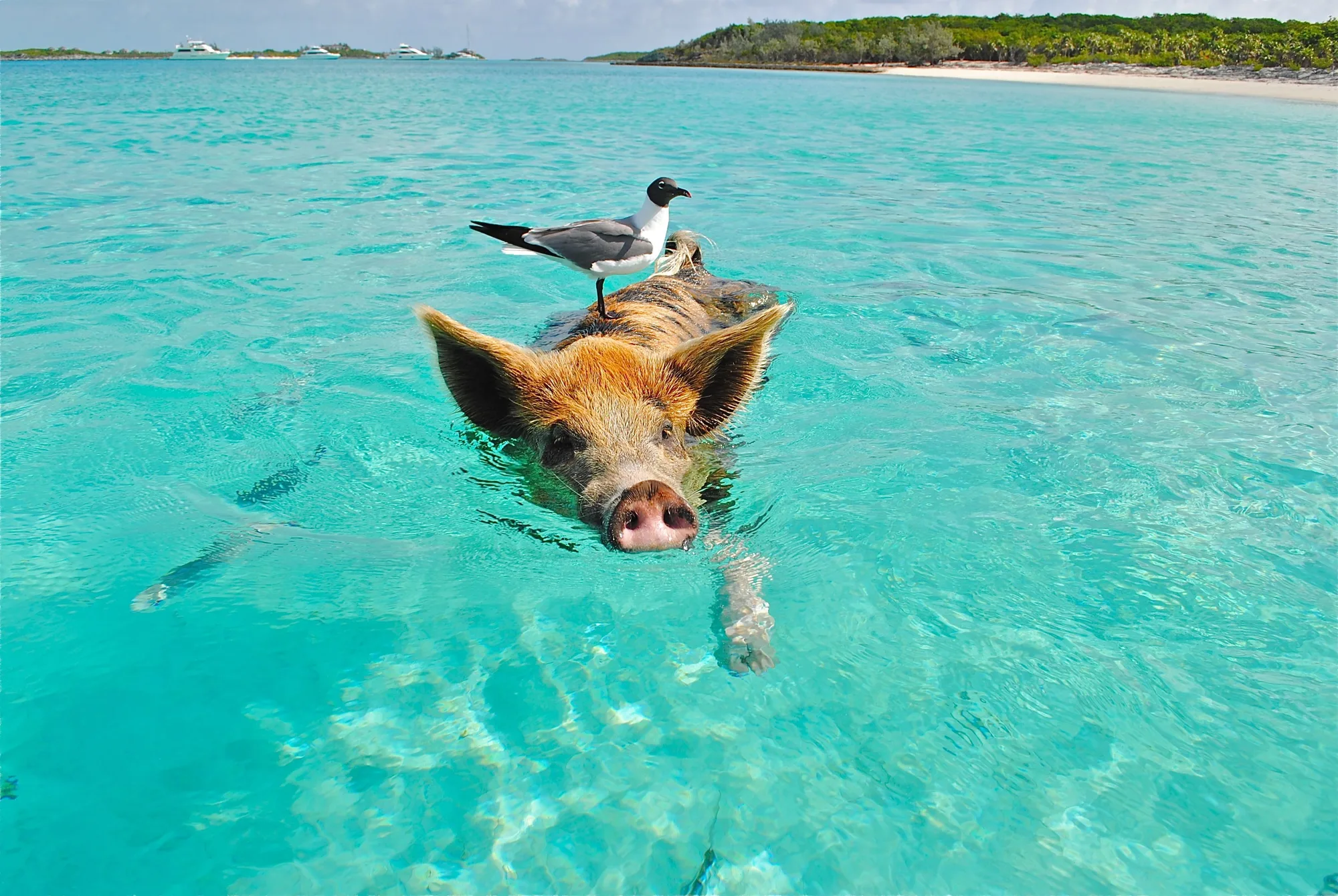 Exuma travel 4