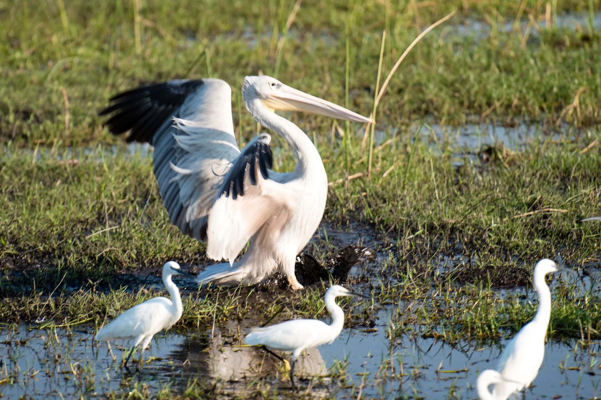 Okavango Delta travel 1