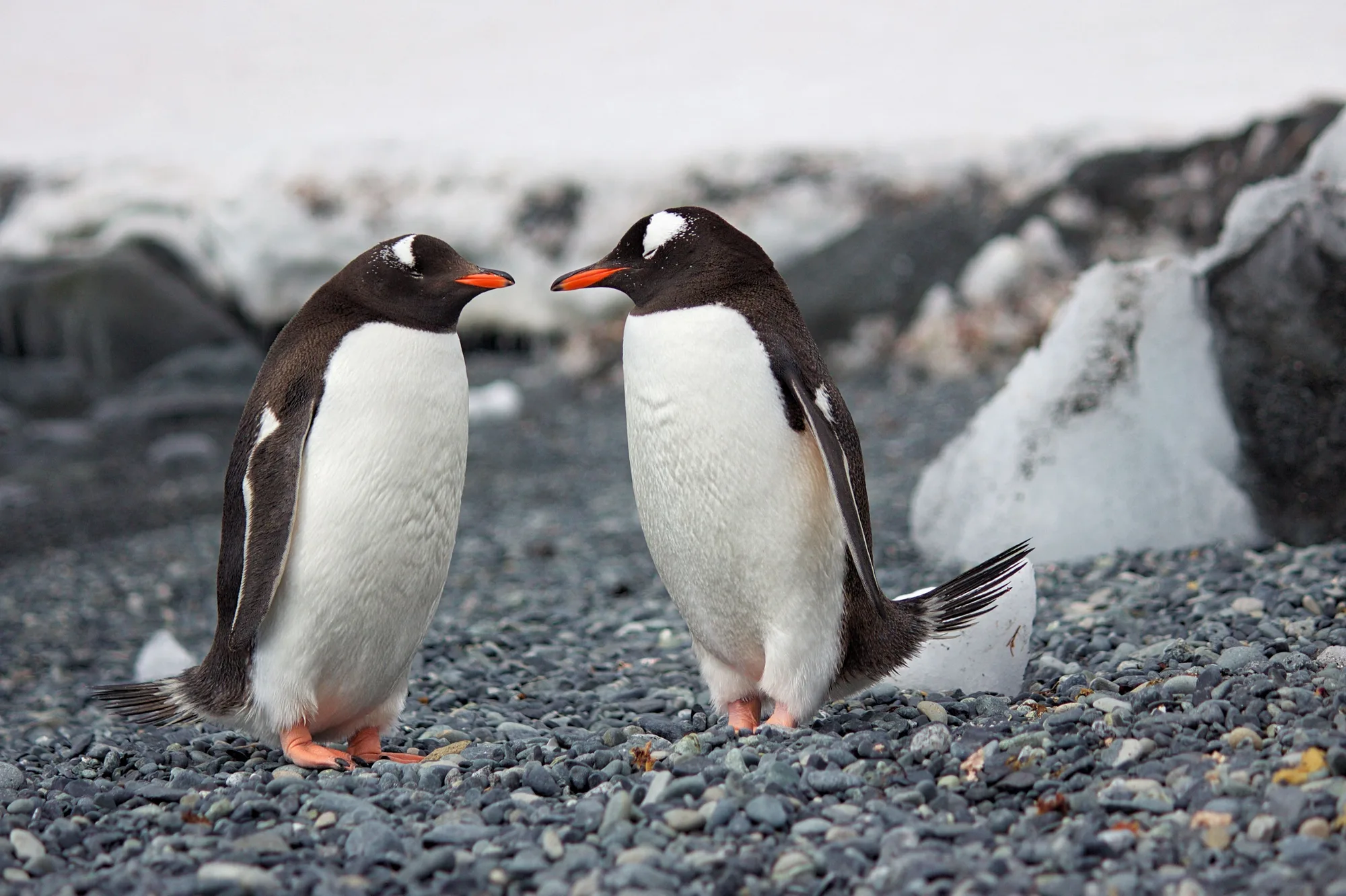 Antarctic Peninsula — Gentoo Colonies travel 5