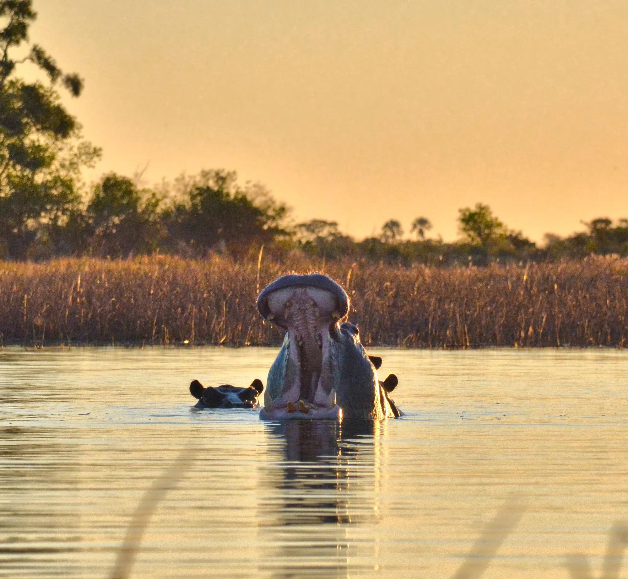 Okavango Delta travel 3
