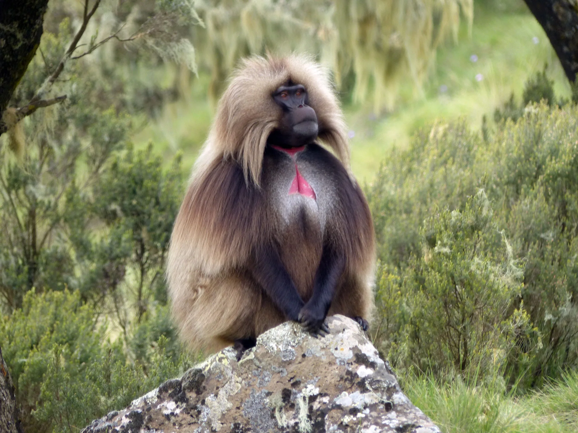 Simien Mountains travel 1