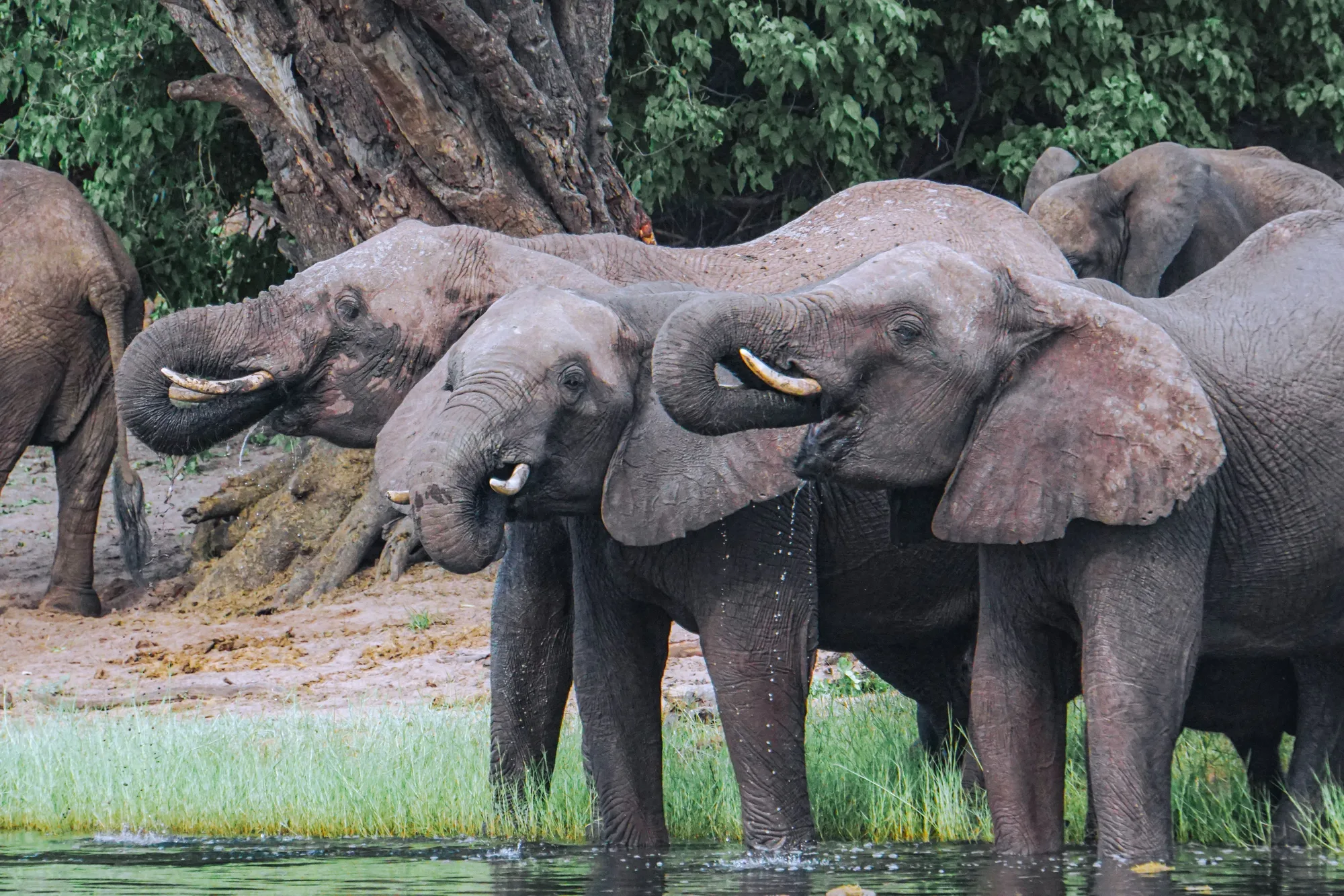 Chobe National Park travel 1