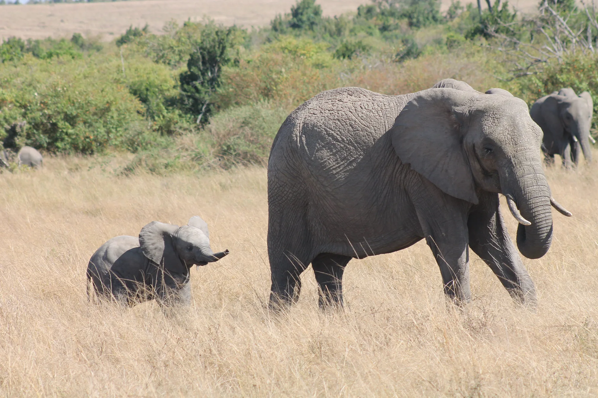 Kenya-Tanzania Combined Safari & Beach