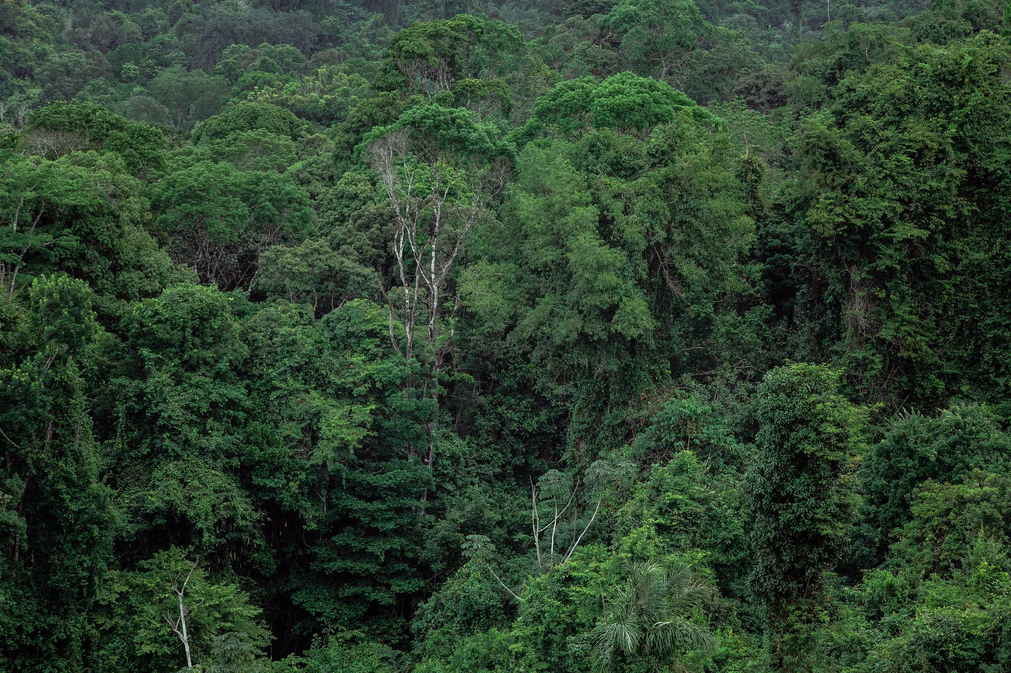 Ulu Temburong National Park travel 4