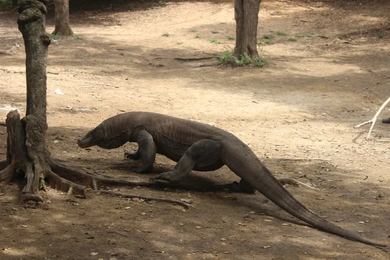 Komodo Island travel 3
