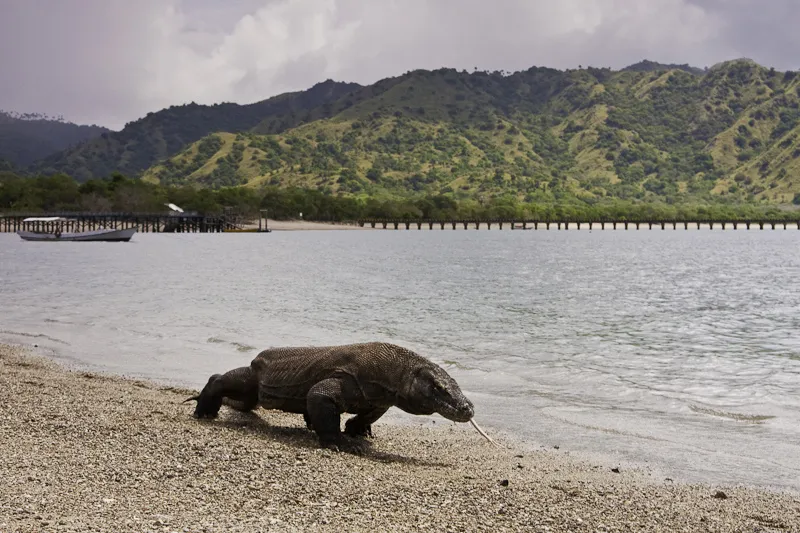 Komodo Island travel 1