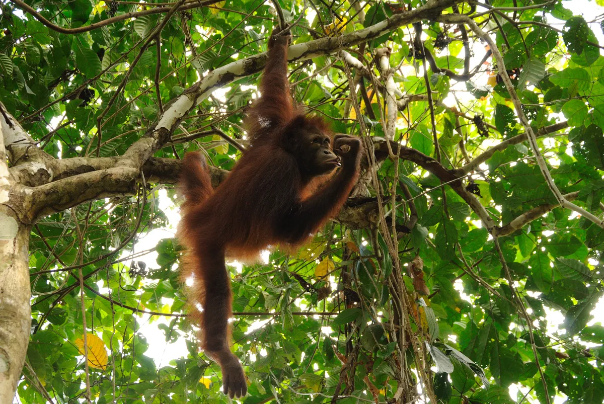 Kota Kinabalu (Borneo) travel 1
